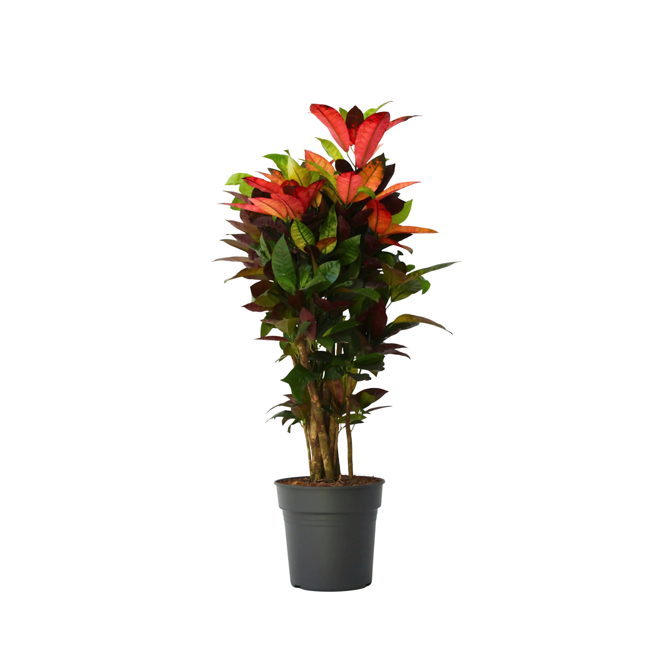 Croton - Codiaeum variegatum'Mrs. Iceton'- Hoogte 90-100cm - Pot 27cm afbeelding