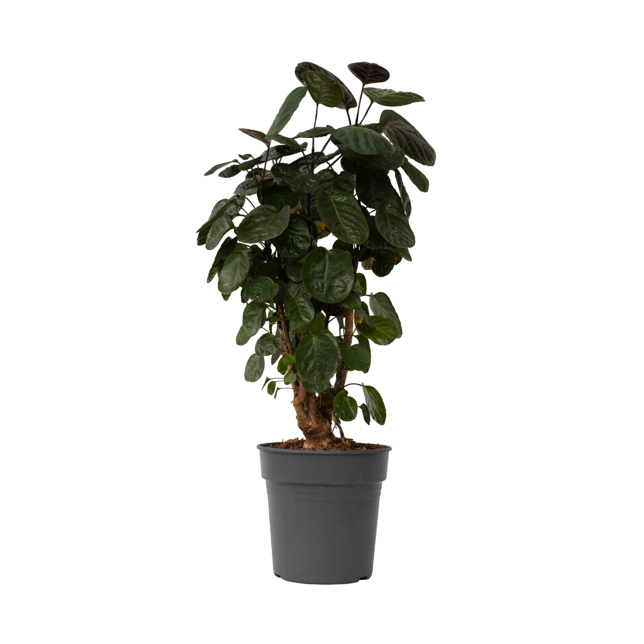 Aralia - Polyscias'Fabian'- Hoogte 80-85cm -⌀21cm afbeelding