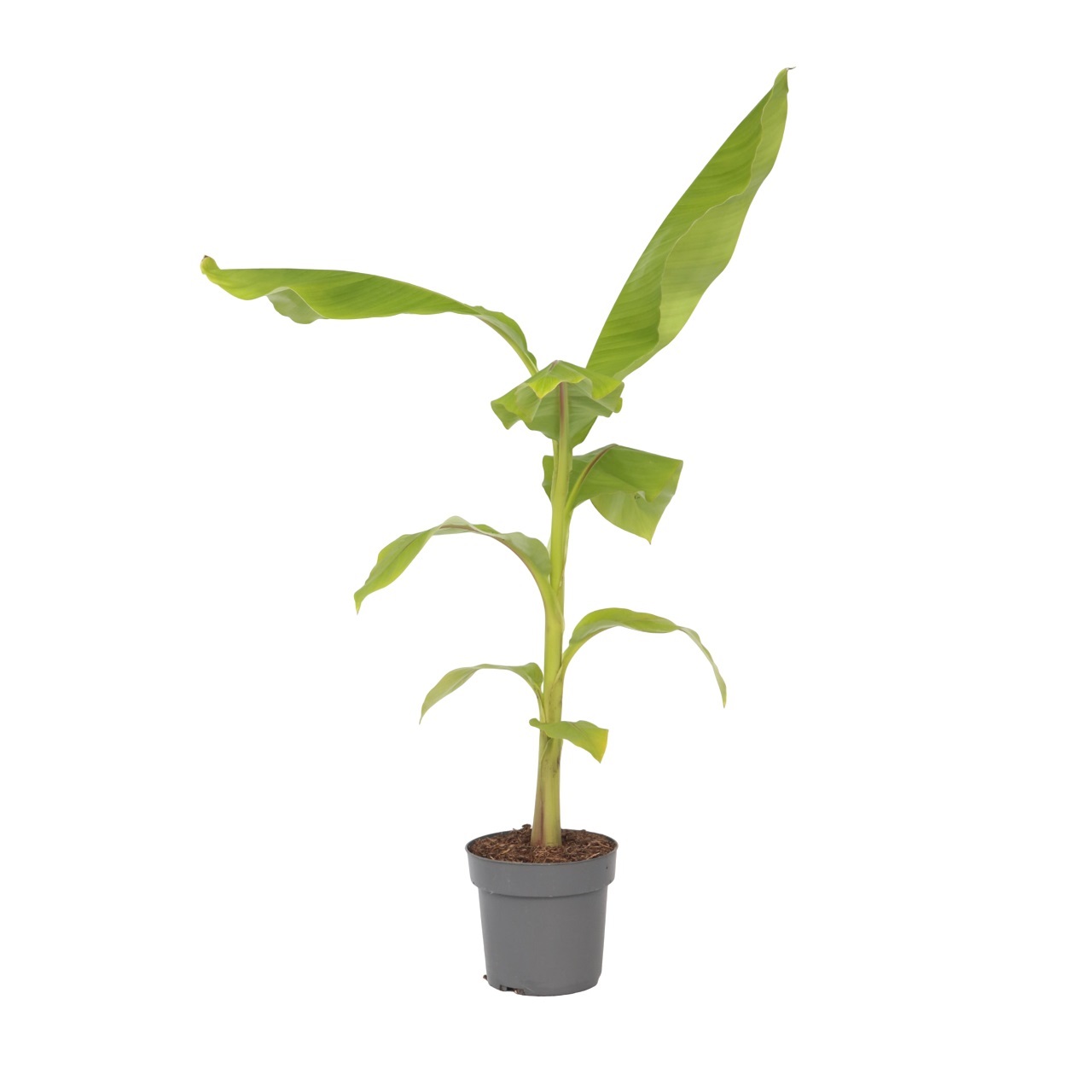 Bananenplant - Musa basjoo - Hoogte 55-70cm -⌀21cm afbeelding