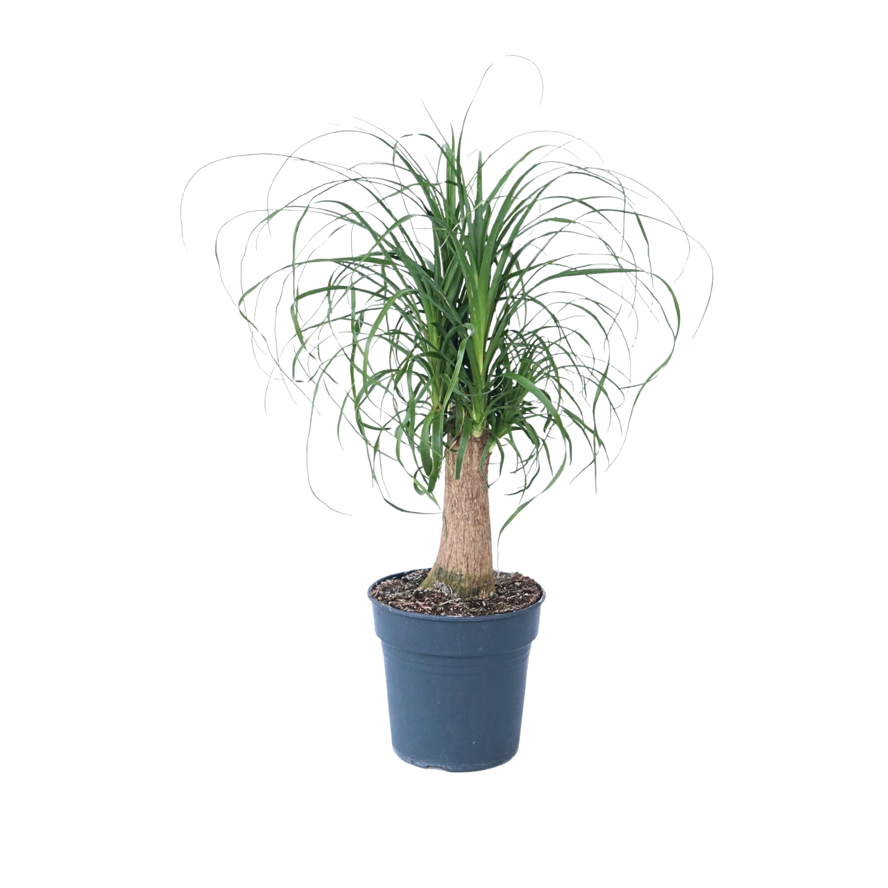Olifantspoot - Beaucarnea'recurvata'- Hoogte 60-70cm -⌀21cm afbeelding