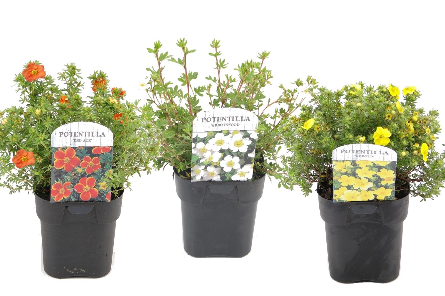 Ganzerik - Set van 3 - Potentilla fruticosa - Hoogte 20-30cm -⌀17cm afbeelding