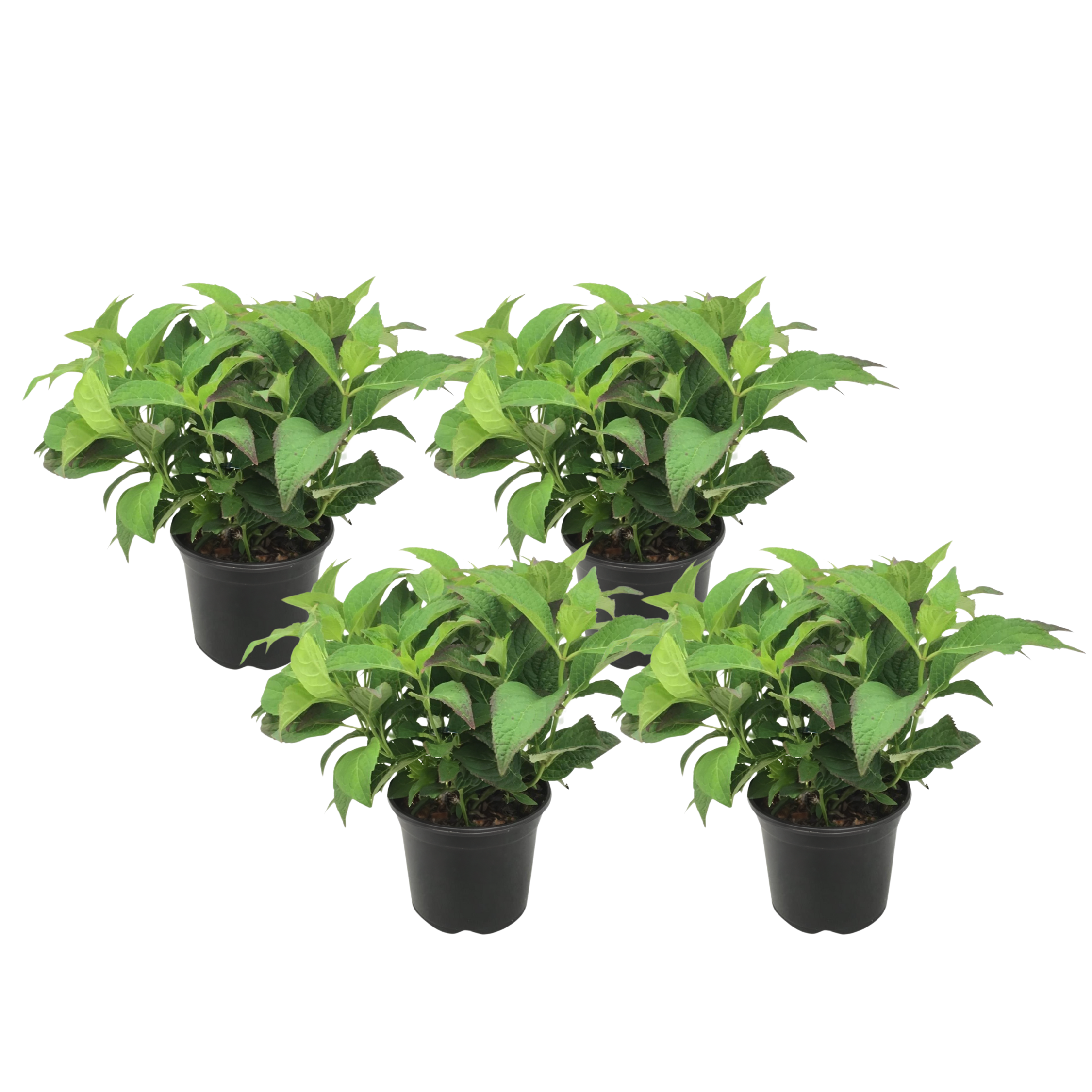 Hortensia - Set van 4 - Hydrangea serrata'Summerglow'- Hoogte 25-40cm -⌀19cm afbeelding