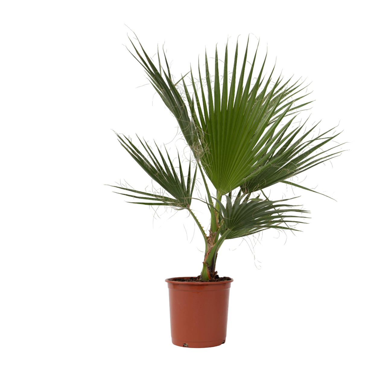 Mexicaanse waaierpalm - Washingtonia robusta - Hoogte 70-90cm -⌀21cm afbeelding