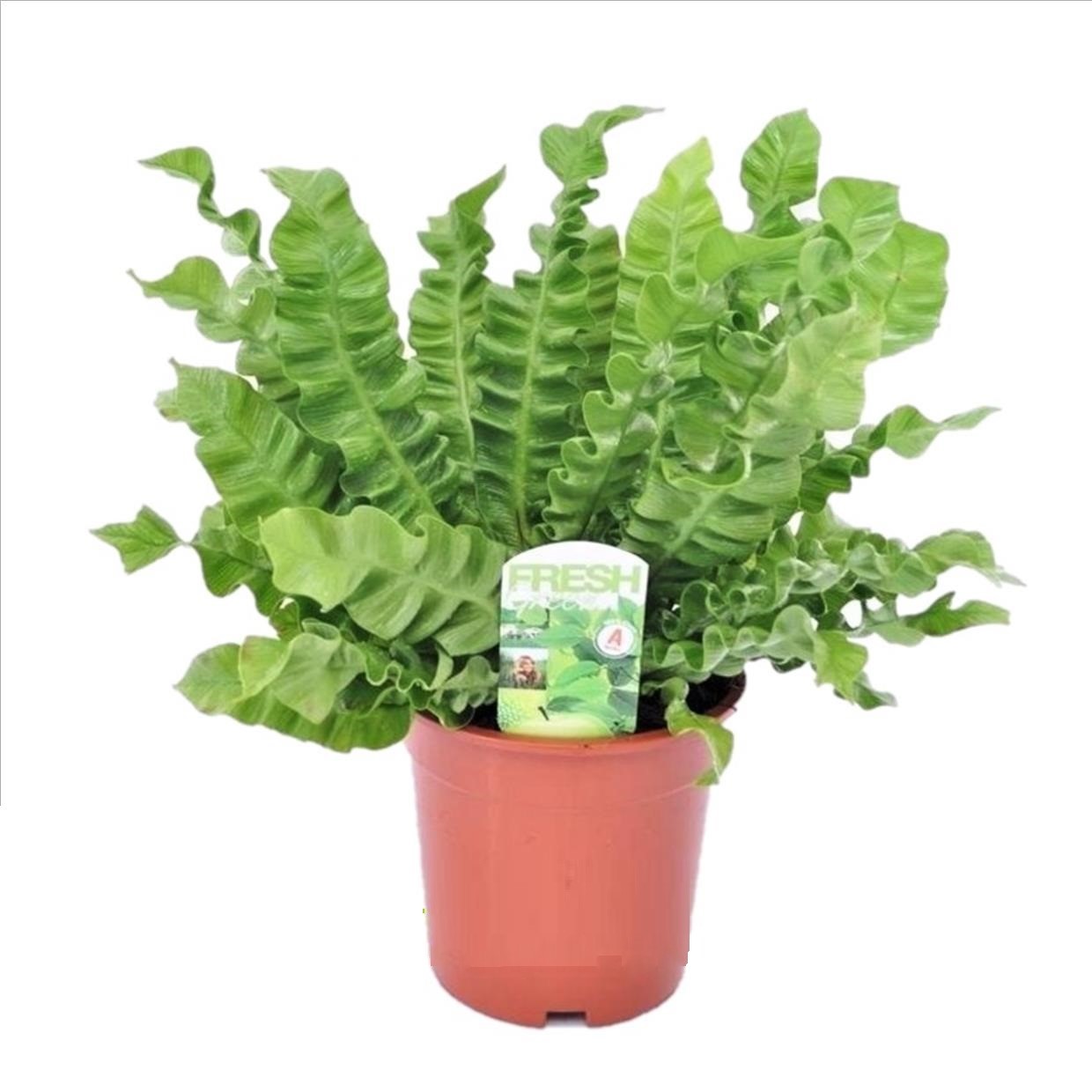 Vogelnetvaren - Asplenium nidus'Crispy Wave'- Hoogte 40-50cm -⌀17cm afbeelding