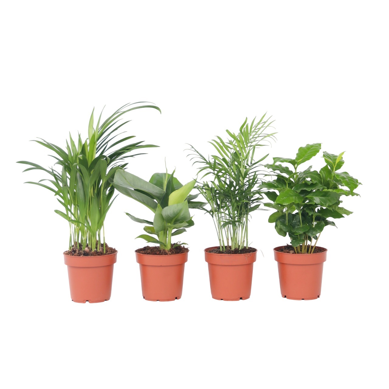 Mooie Kamerplantenset - Set van 4 - Hoogte 25-40cm -⌀12cm afbeelding