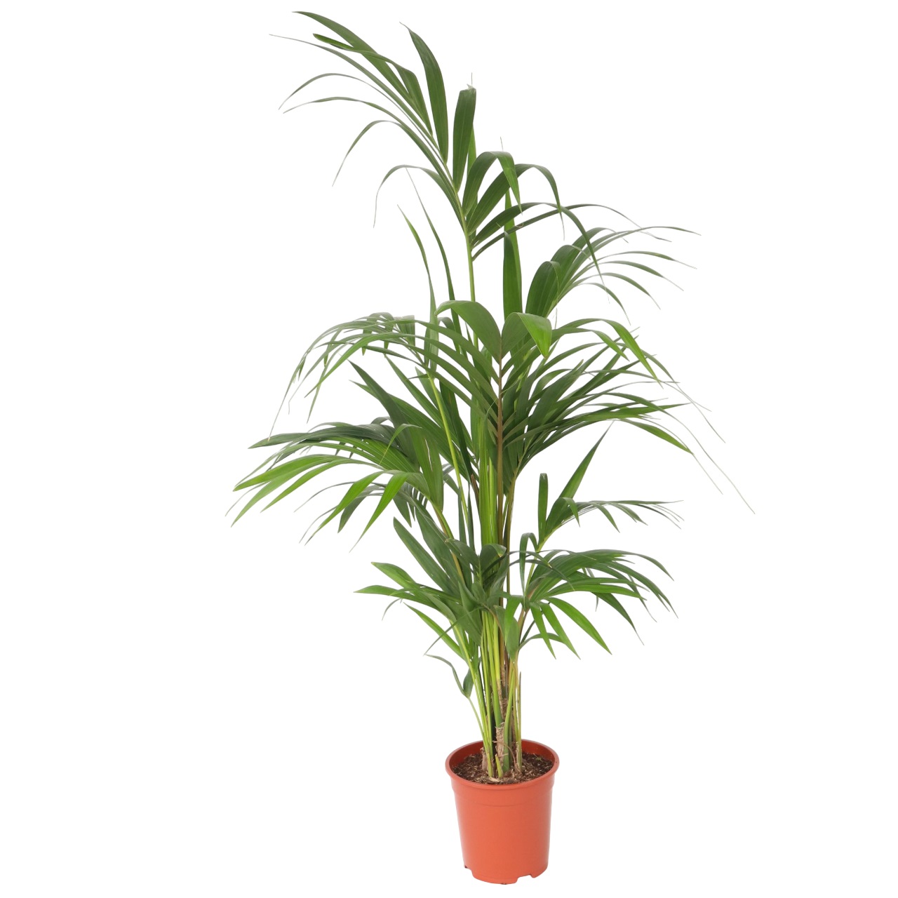 Kentiapalm - Howea forsteriana - Hoogte 130-140cm -⌀21cm afbeelding