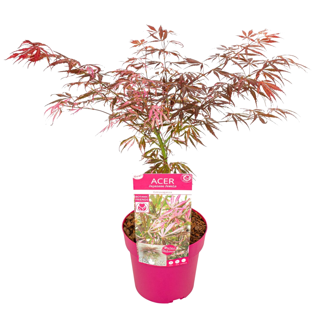 Japanse Esdoorn - Acer palmatum'Extravaganza'- Hoogte 50-60cm -⌀19cm afbeelding