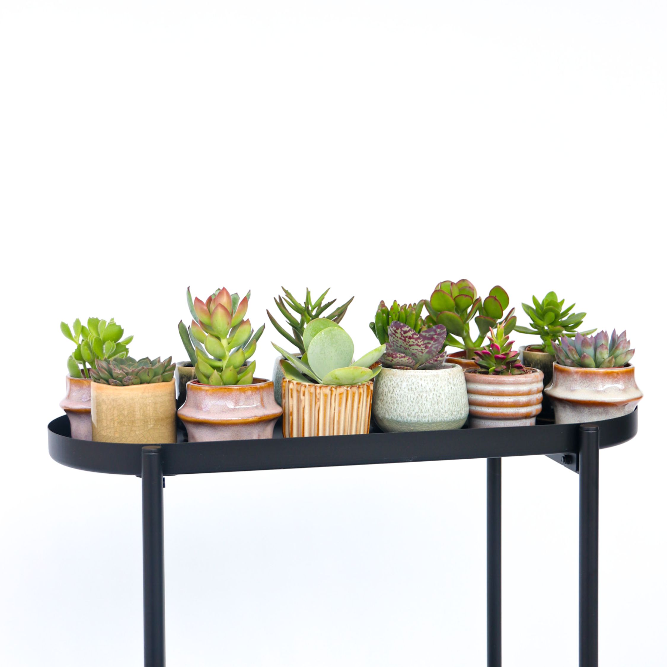 Plant In A Box - Succulent Mix Mini-vetplanten X6 - Hoogte 5-10cm Plant In A Box - Succulent Mix Mini-vetplanten X6 - Hoogte 5-10cm