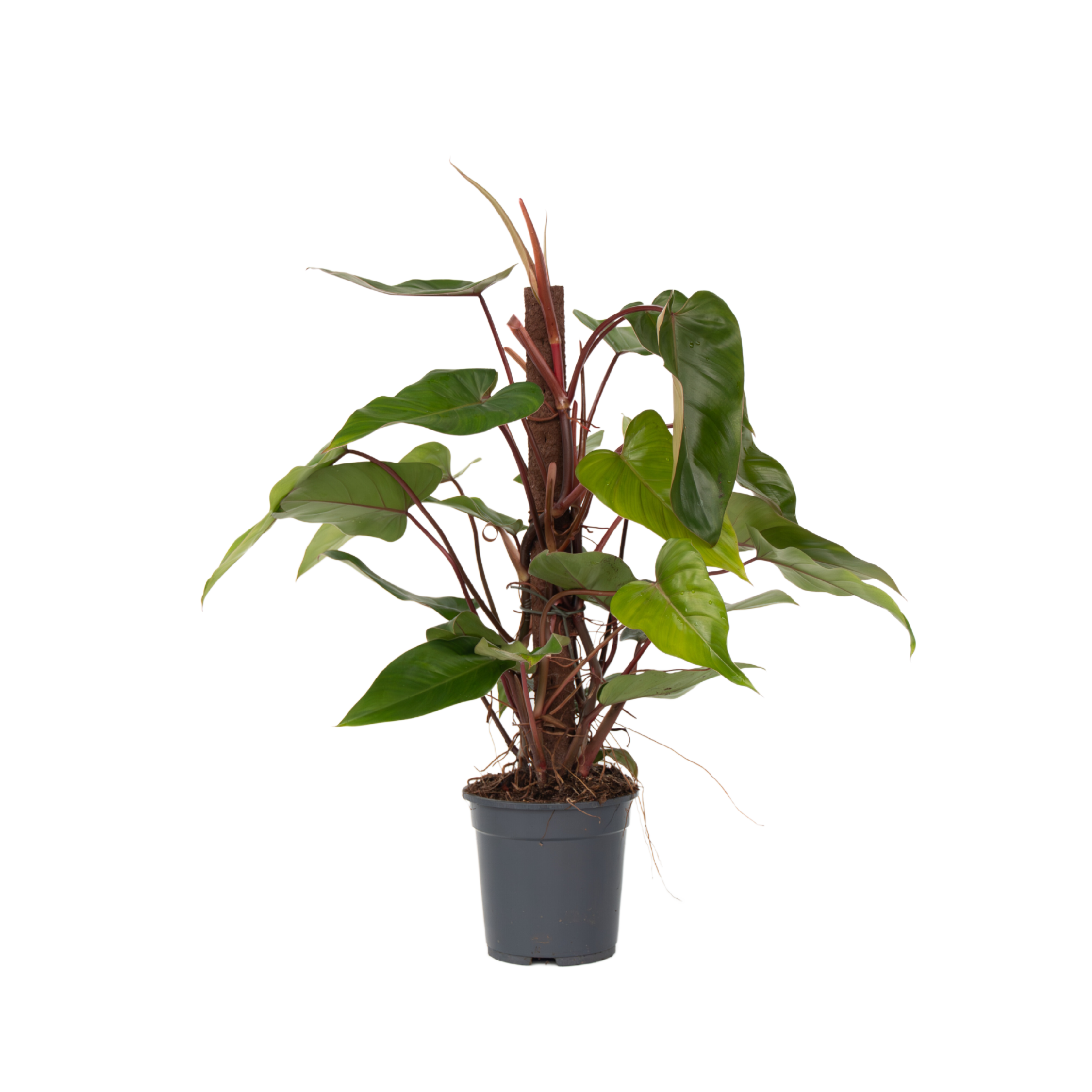 Philodendron - Philodendron Red Emerald Kratiste - Hoogte 70-80cm -⌀19cm afbeelding