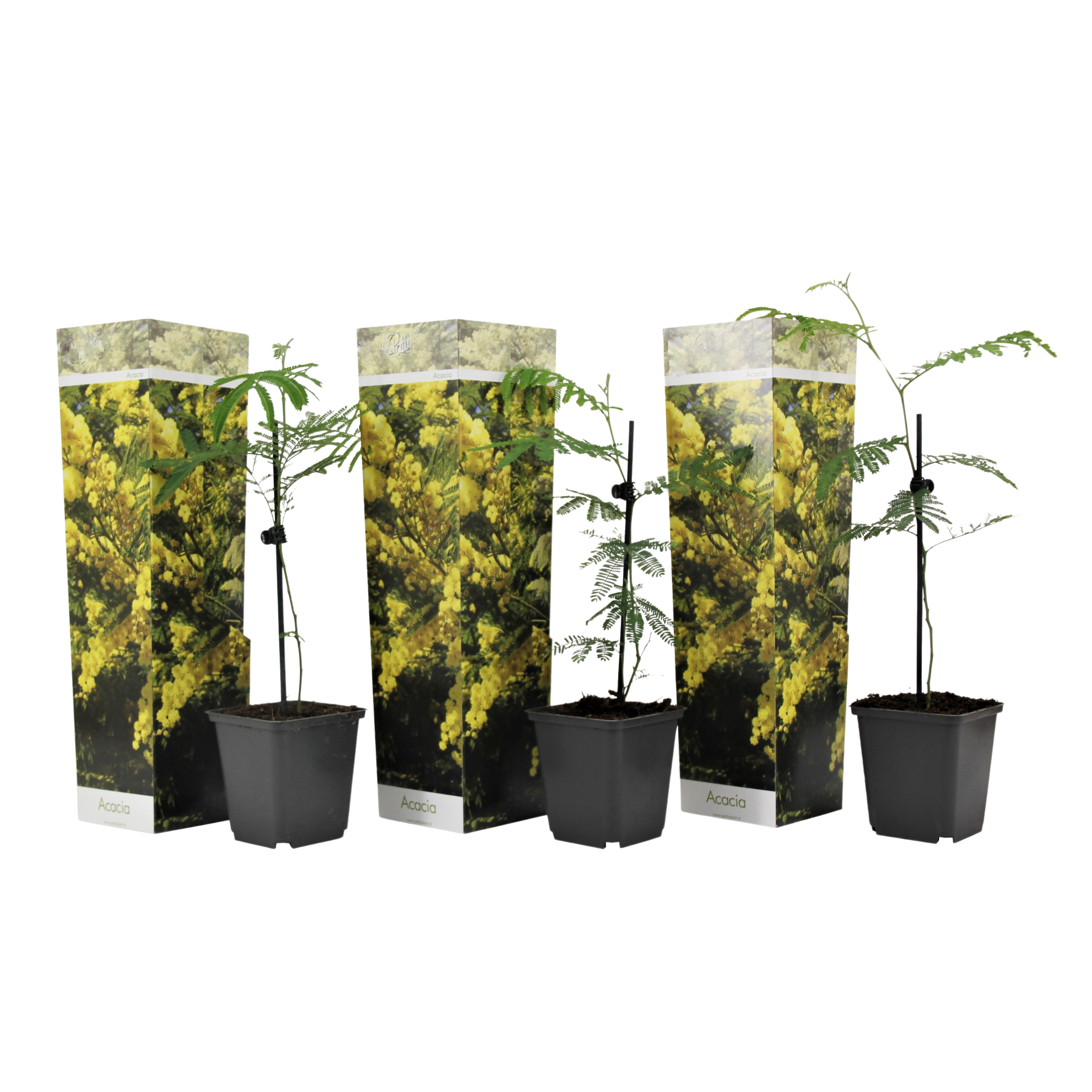 Zilveracacia - Set van 3 - Mimosa dealbata - Hoogte 25-40cm -⌀9cm afbeelding