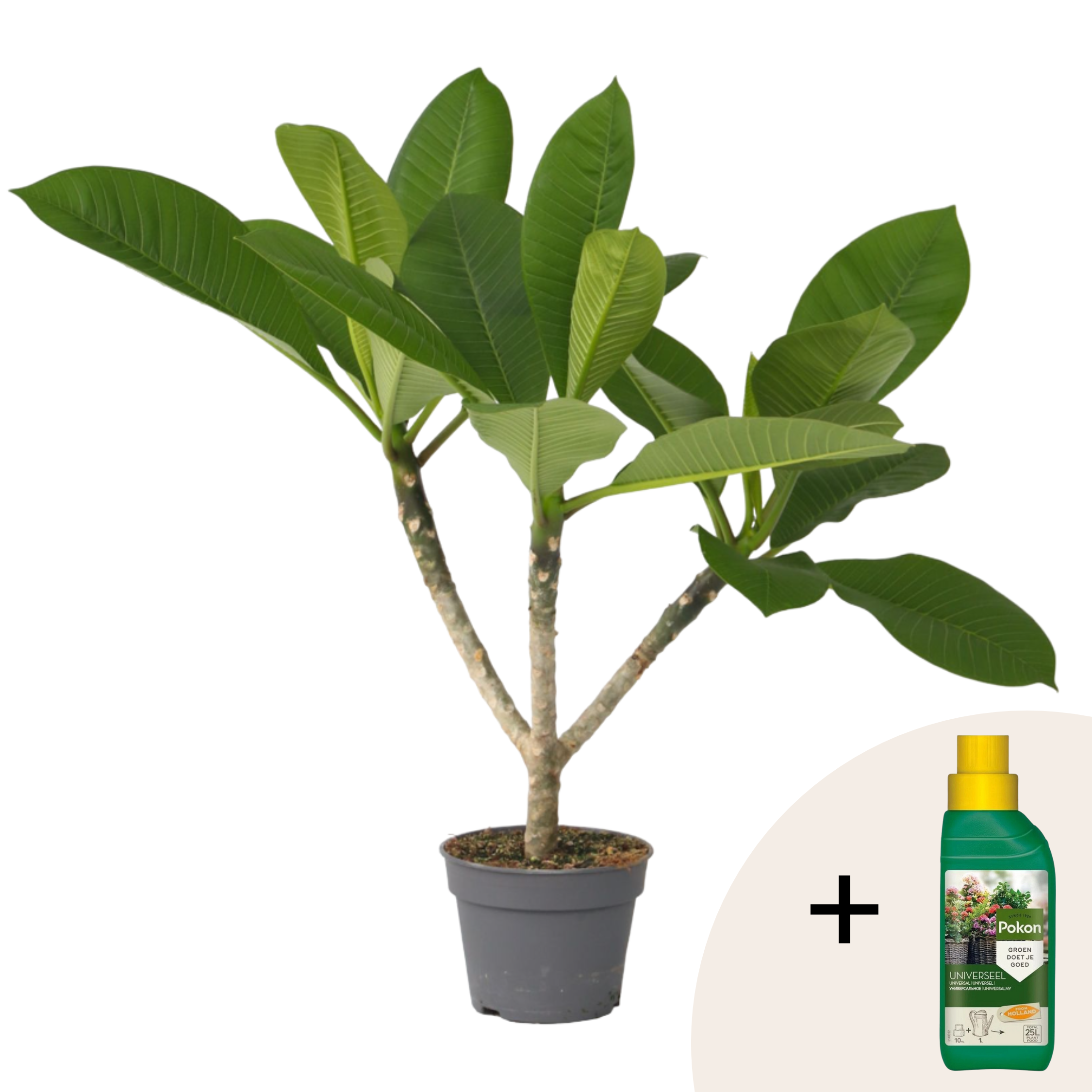 Frangipani Hawaii + plantenvoeding - Plumeria rubra - Hoogte 45-55cm -⌀17cm afbeelding