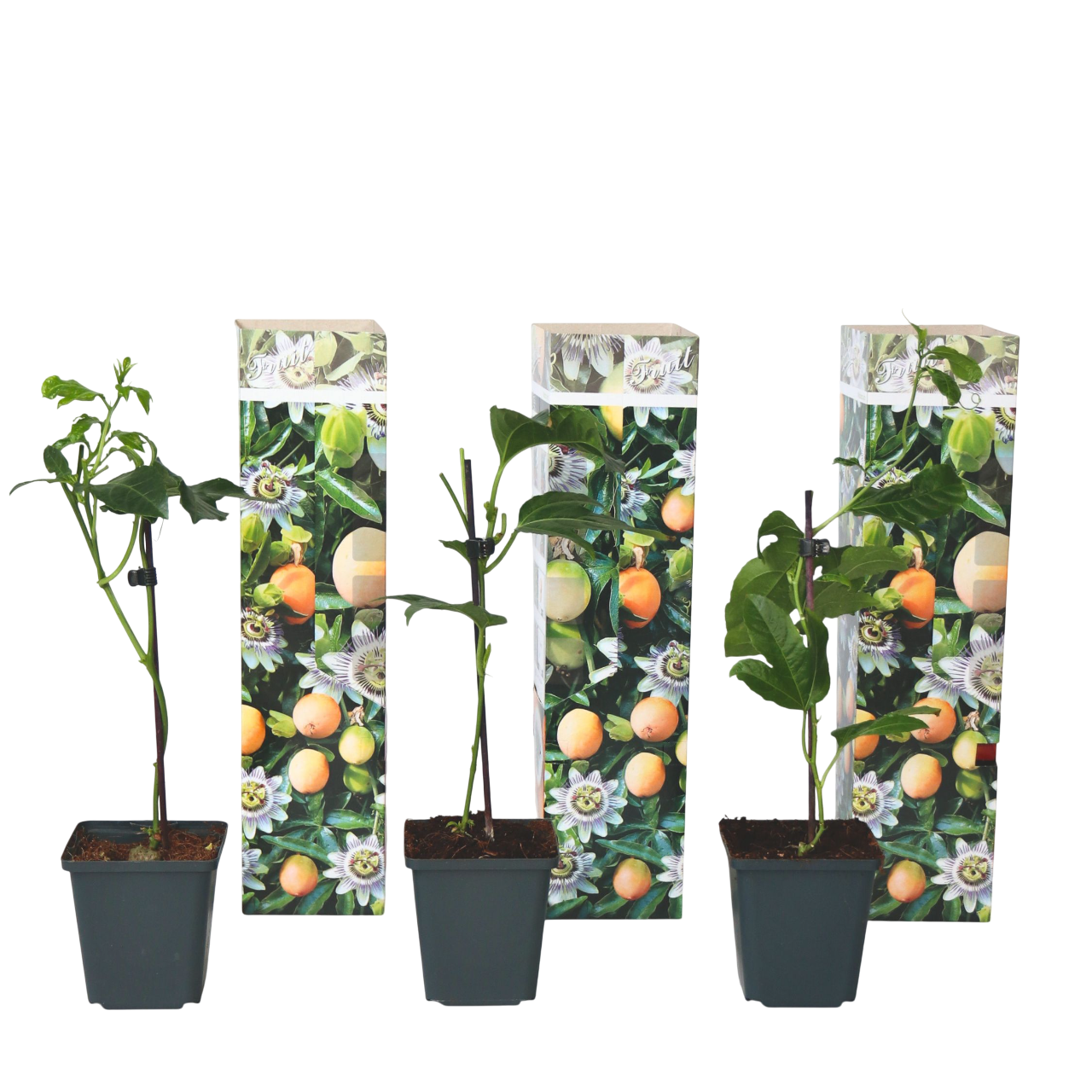 Passiebloem - Set van 3 - Passiflora edulis'Frederick'- Hoogte 25-40cm -⌀9cm afbeelding