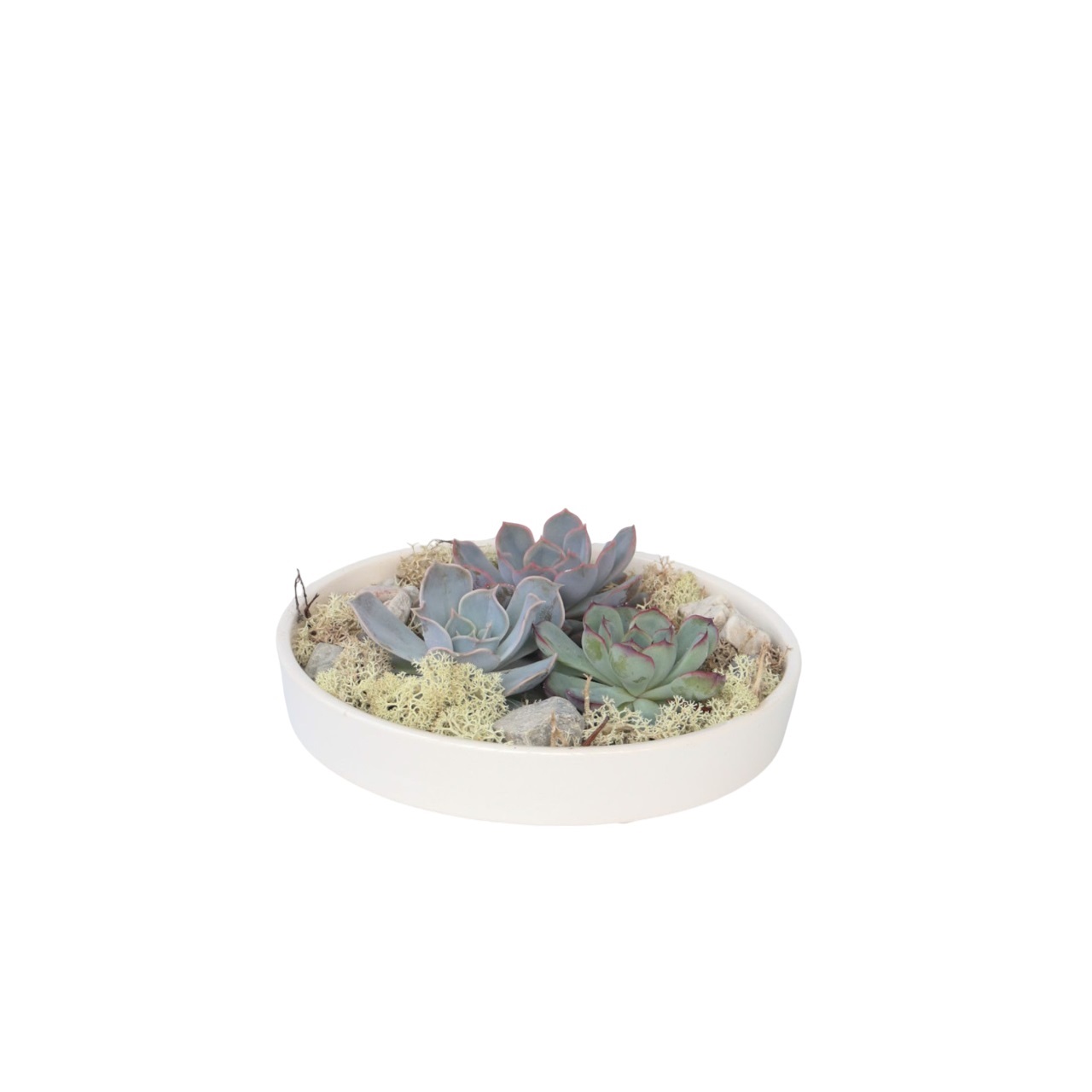 Echeveria - Echeveria lilacina - Hoogte 8cm afbeelding