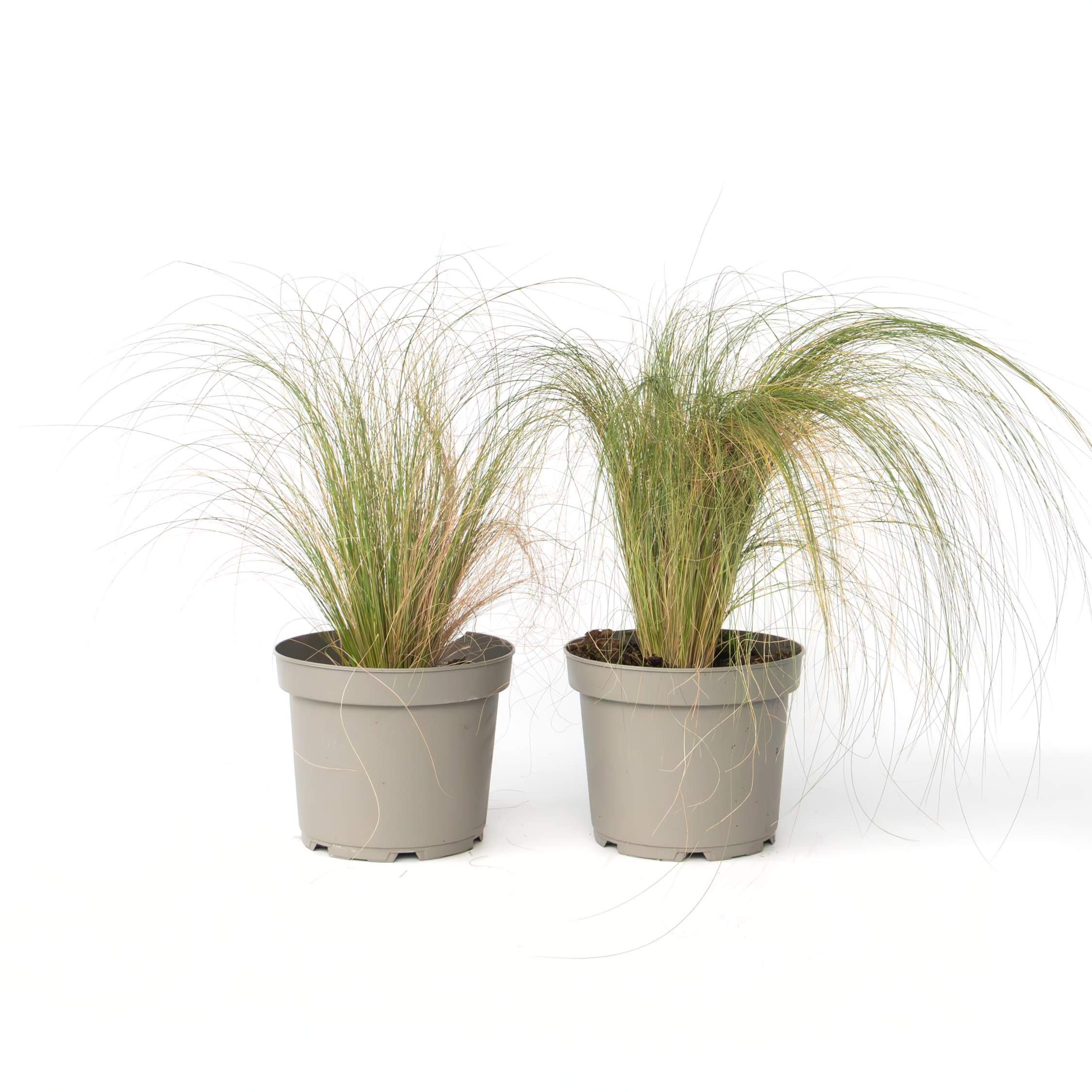 Vedergras - 2 stuks - Pennisetum'Stipa'- Hoogte 40-60cm -⌀23cm afbeelding