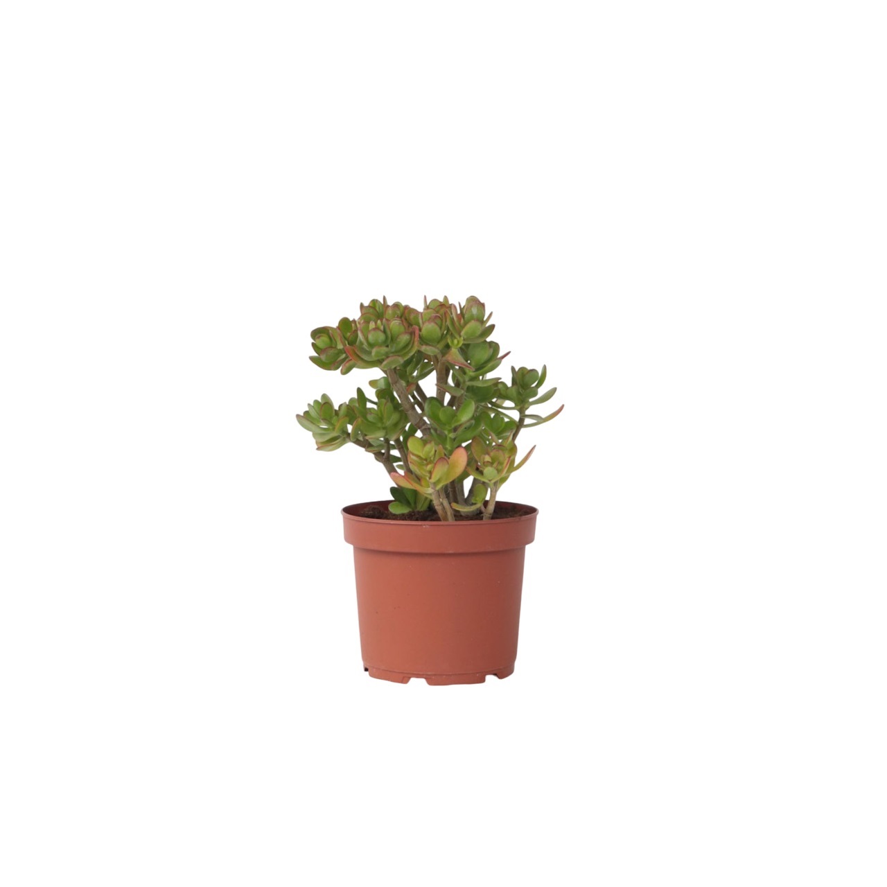 Jadeplant - Crassula ovata'Minor'- Hoogte 45-50cm -⌀23cm afbeelding