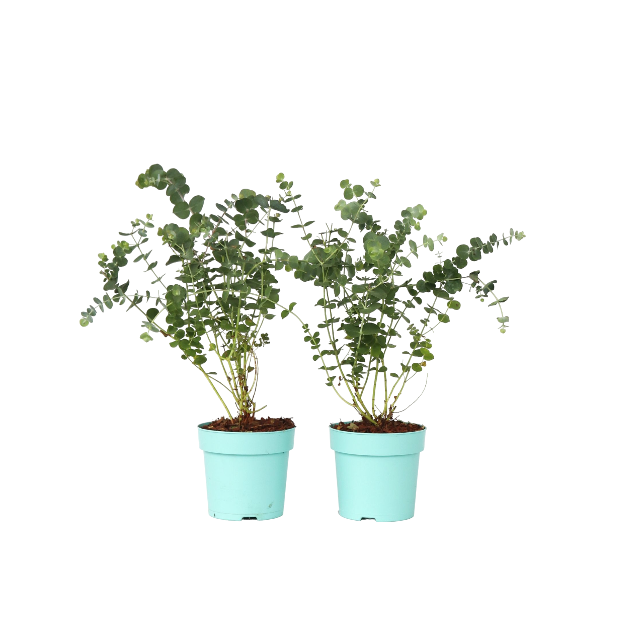 Gomboom - Set van 2 - Eucalyptus'Baby Blue'- Hoogte 35-45cm -⌀15cm afbeelding