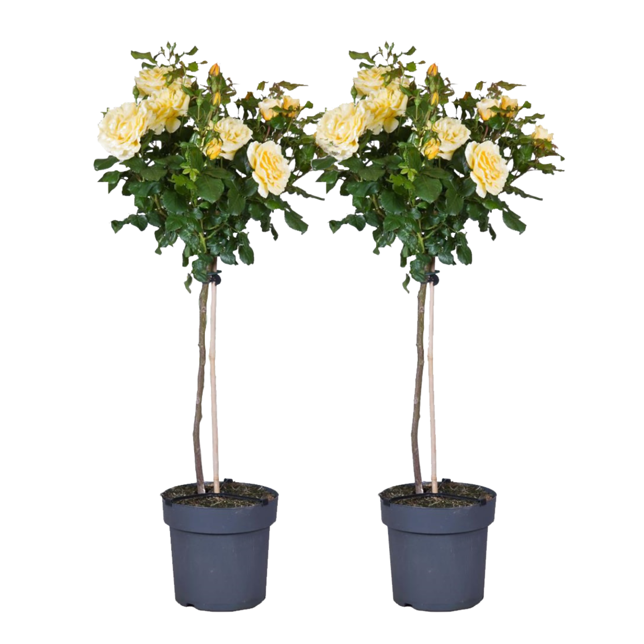 Stamroos - Set van 2 - Rosa palace‘Mysore’ - Hoogte 80-100cm - ⌀19cm afbeelding