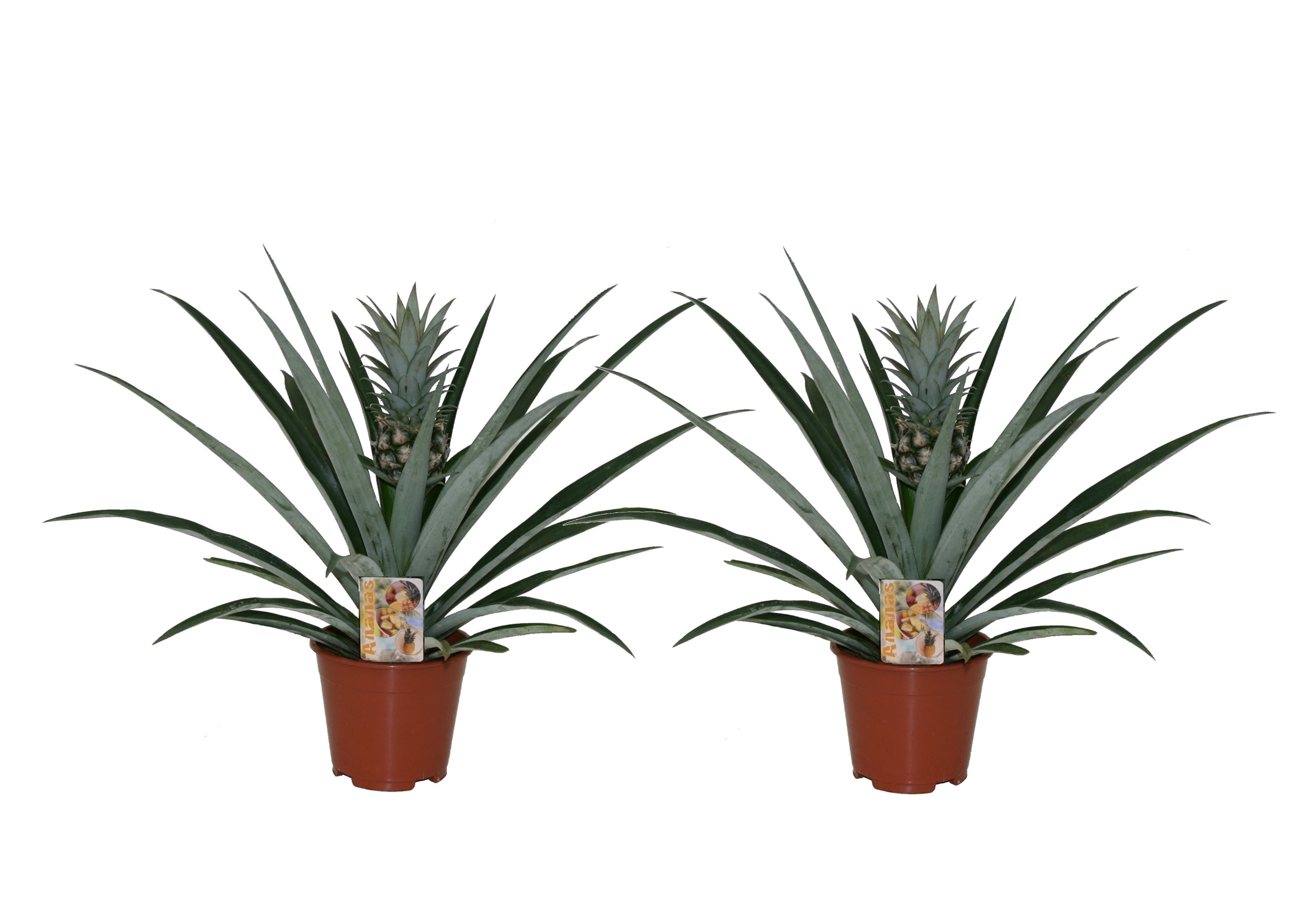 Bromelia - Set van 2 - Ananas comosus - Hoogte 45-55cm -⌀14cm afbeelding
