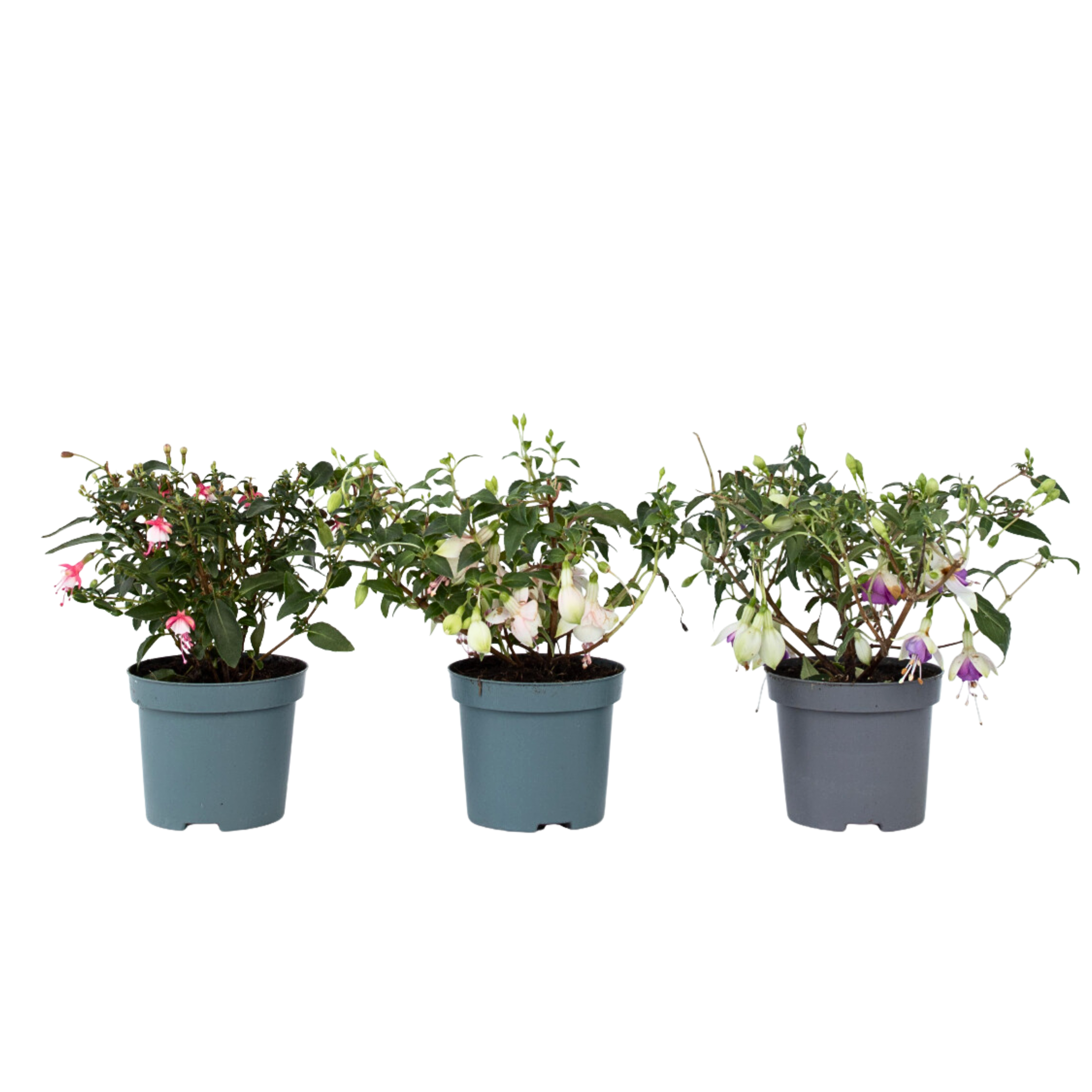 Bellenplant - Set van 3 - Fuchsia magellanica - Hoogte 10-20cm -⌀9cm afbeelding