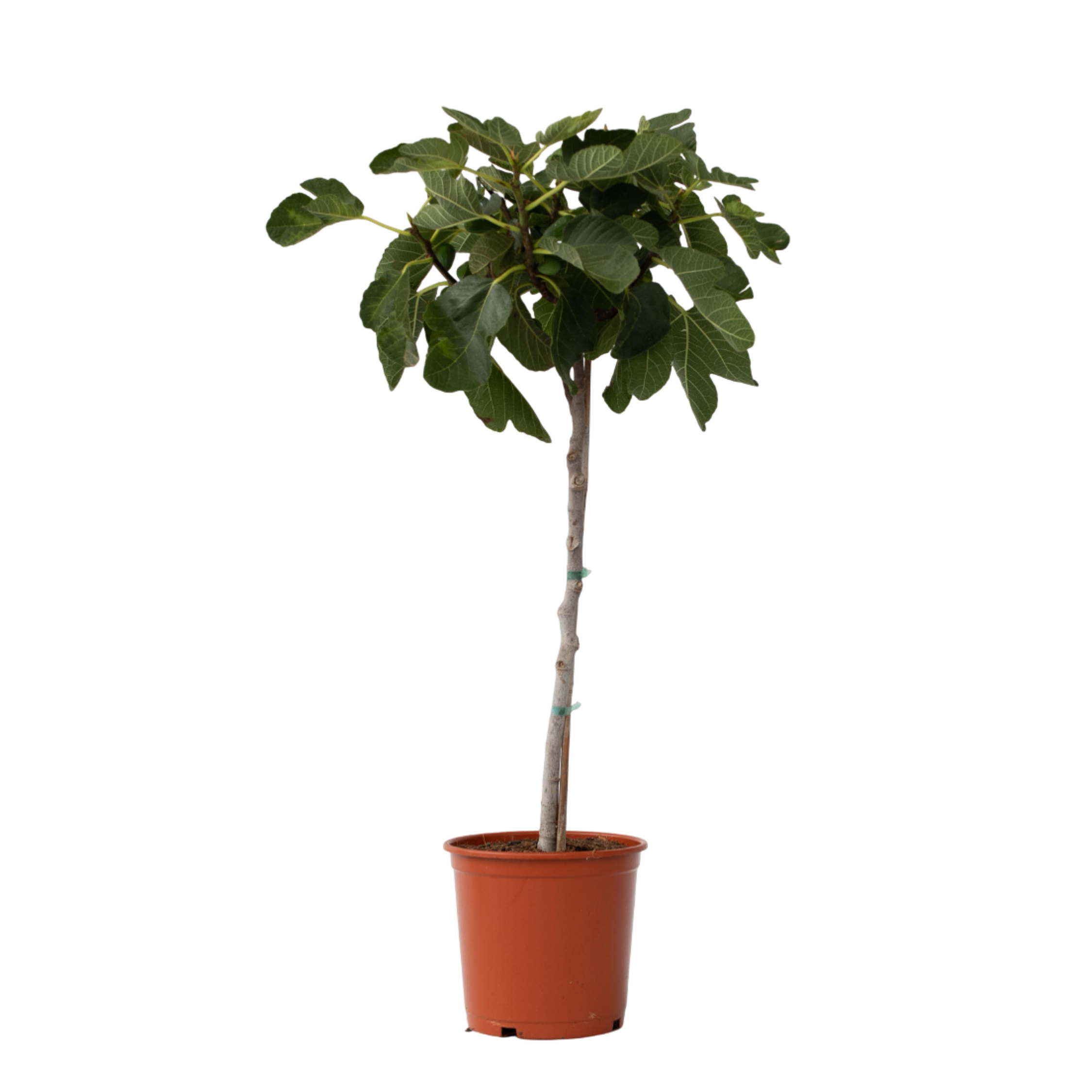 Vijgenboom - Ficus Carica - Hoogte 70-90cm -⌀21cm afbeelding