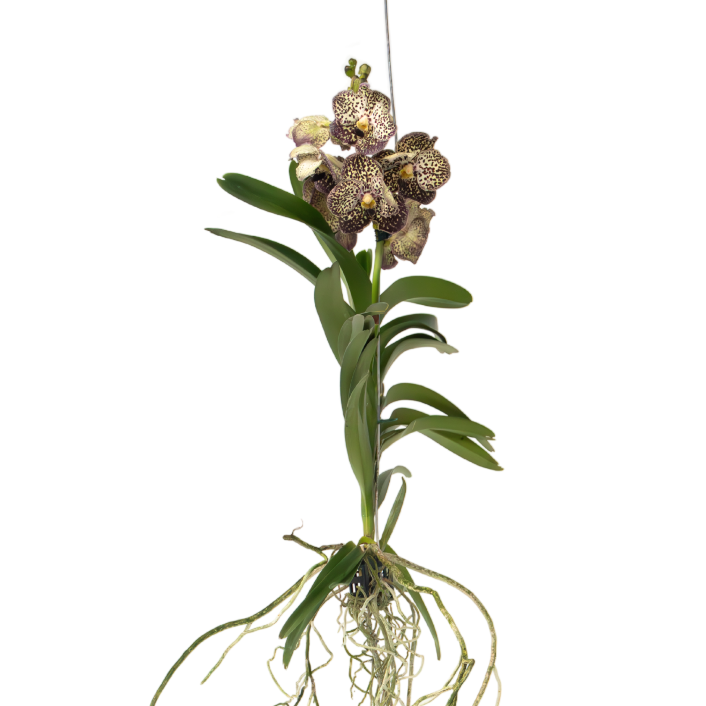 Orchidee - Vanda'Ocelot Mocha'- Hoogte 55-65cm afbeelding