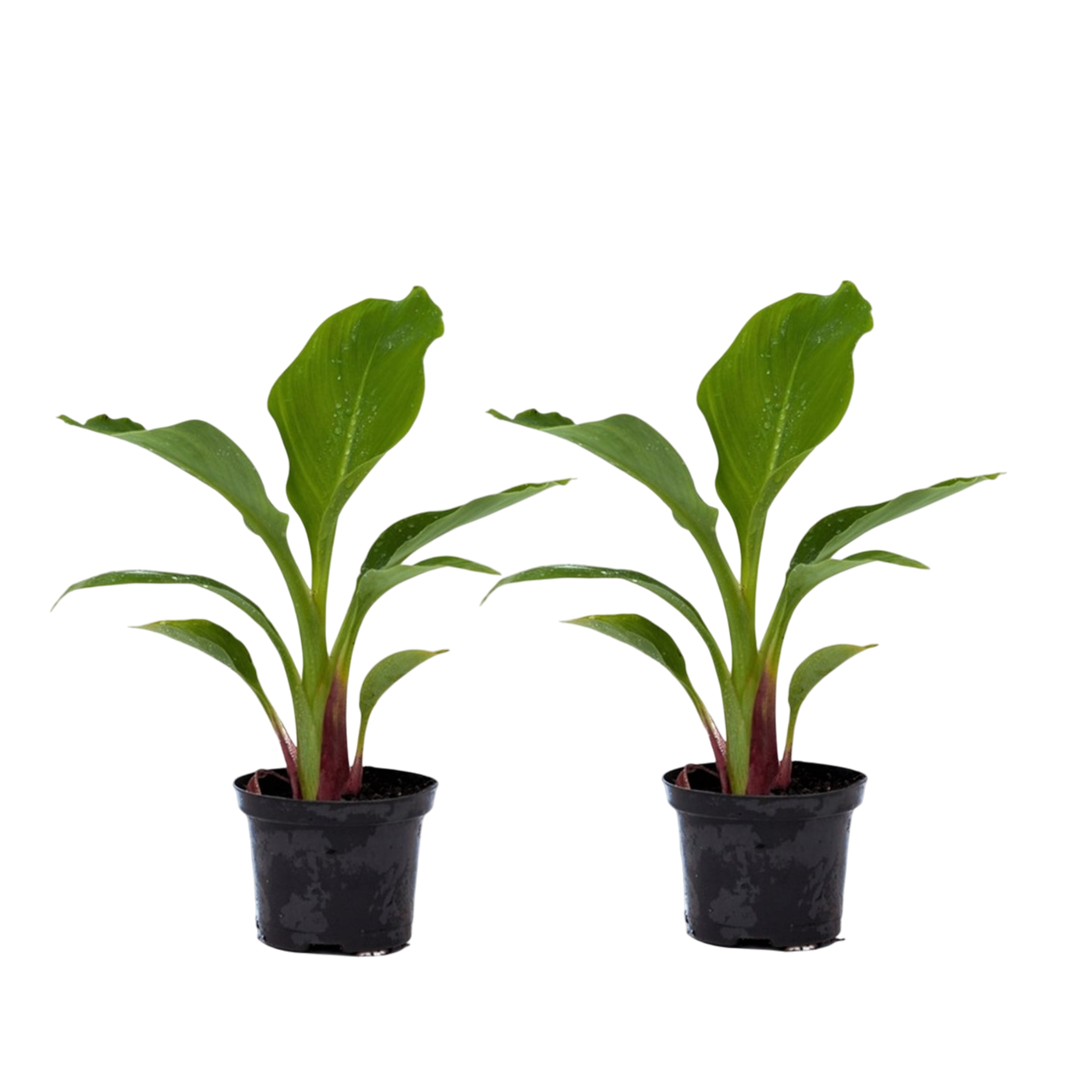 Gouden lotusbanaan - Set van 2 - Musella lasiocarpa - Hoogte 25-40cm -⌀9cm afbeelding