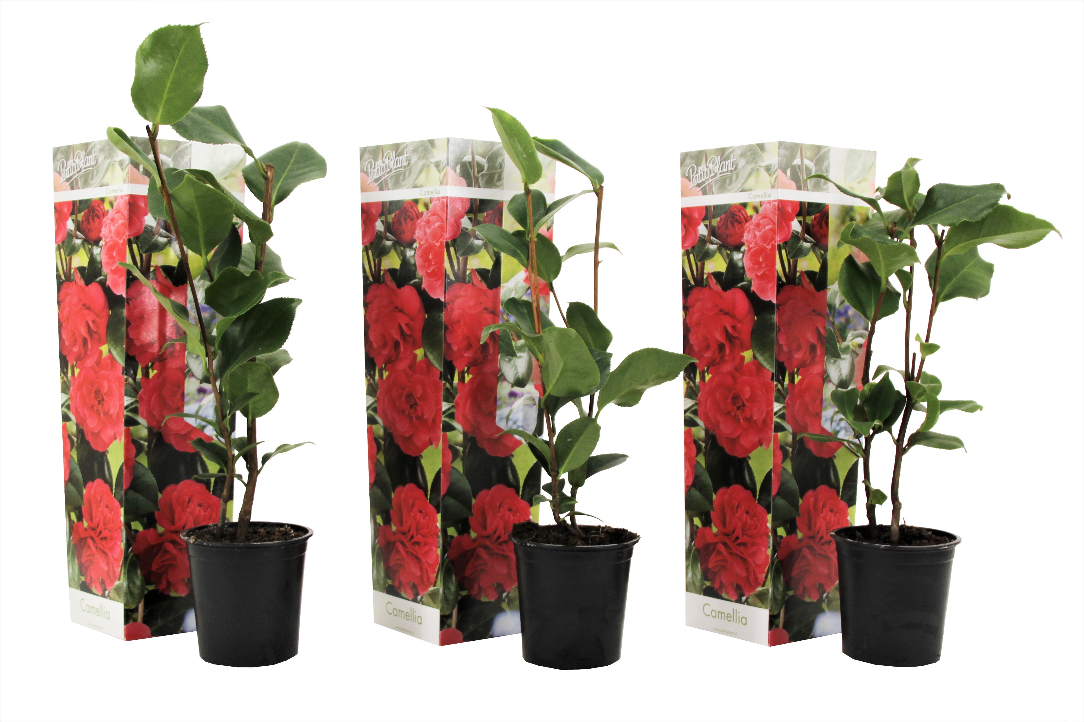 Japanse Roos - Set van 3 - Camellia'Lady Campbell'- Hoogte 25-40cm -⌀9cm afbeelding