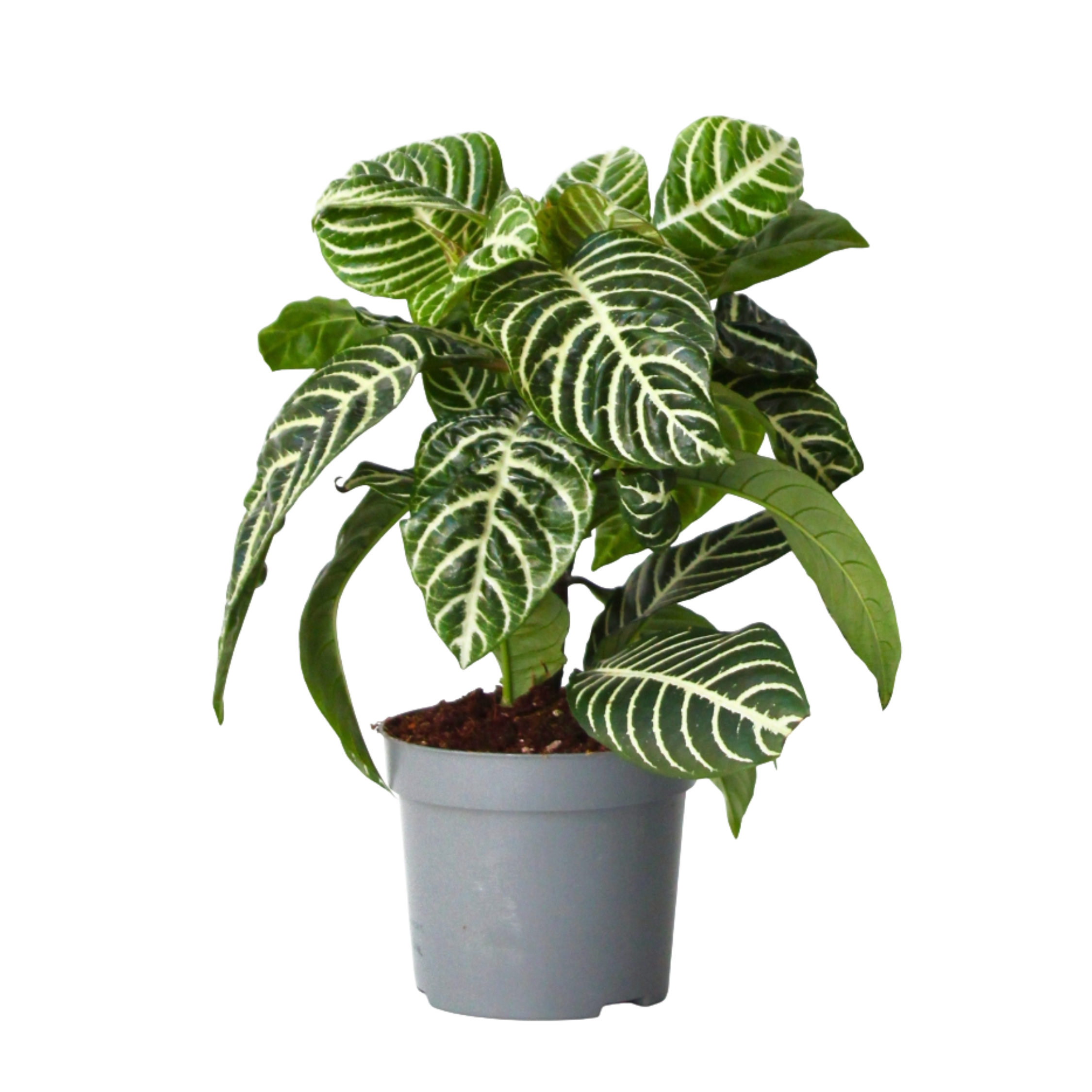 Zebraplant - Aphelandra squarrosa'Botanica'- Hoogte 25-45cm -⌀13cm afbeelding
