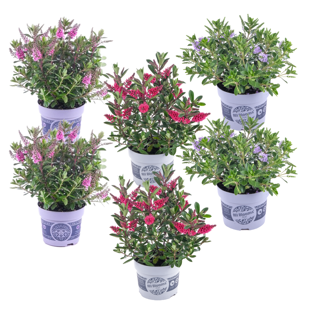 Struikveronica - Set van 6 - Hebe All Blooms - Hoogte 30-35cm -⌀13cm afbeelding