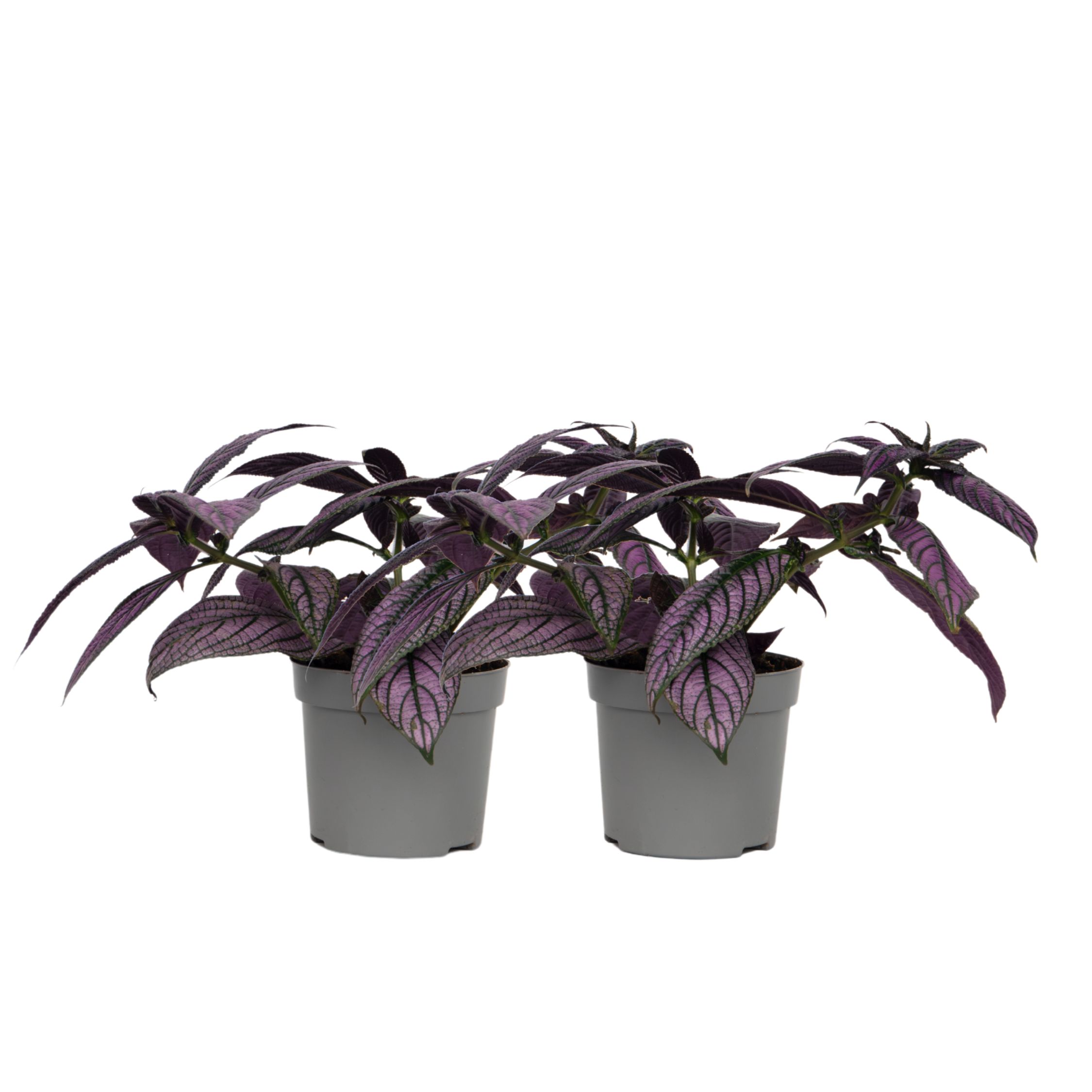 Perský štít - 2 ks - Strobilanthes dyeriana ‘Metallica’ - Výška 20–30cm - ø12cm