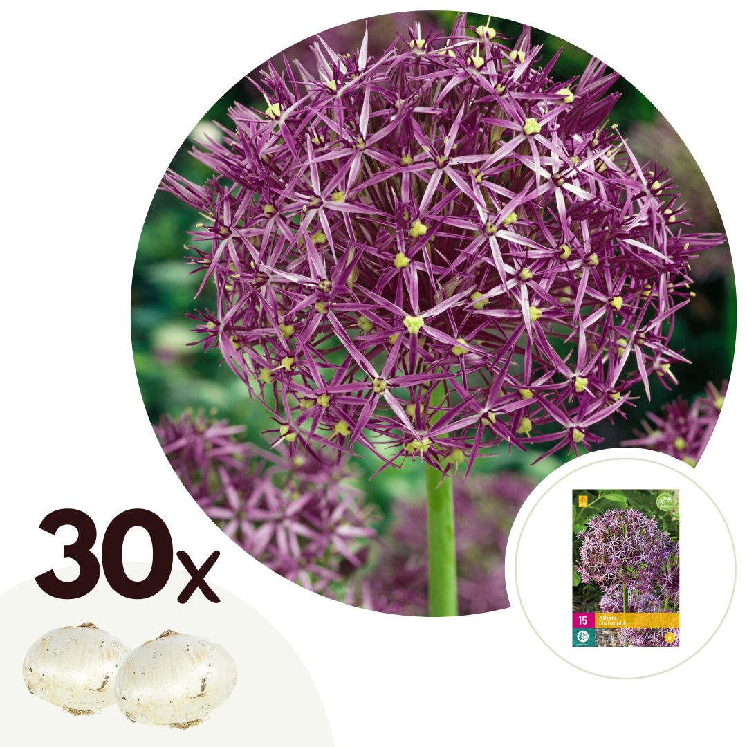 Alliumbollen - Set van 30 - Allium'Christophii'- Bloembollen - Paars afbeelding