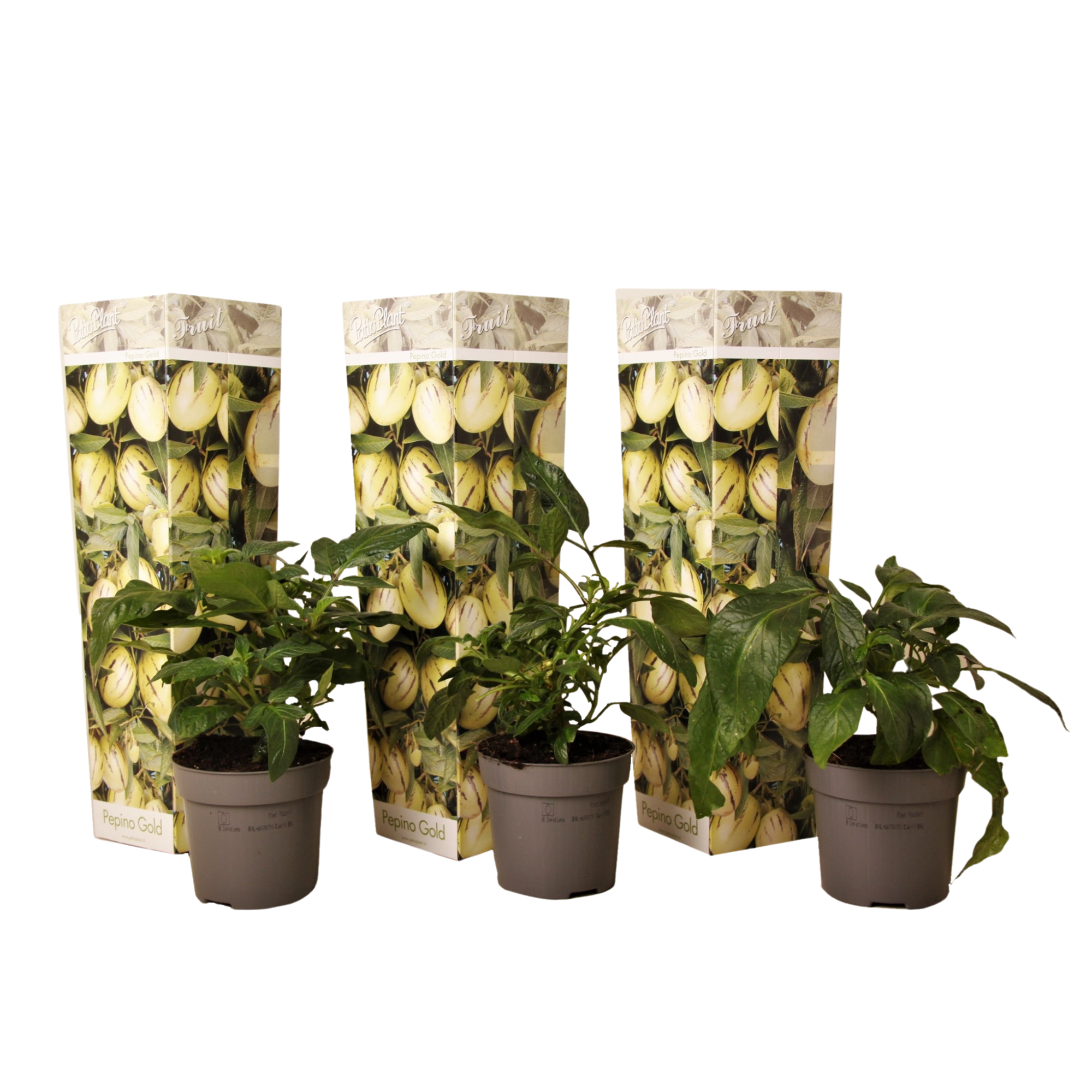 Meloenpeer - Set van 3 - Solanum Muricatum'Pepino gold'- Hoogte 25-40cm -⌀9cm afbeelding