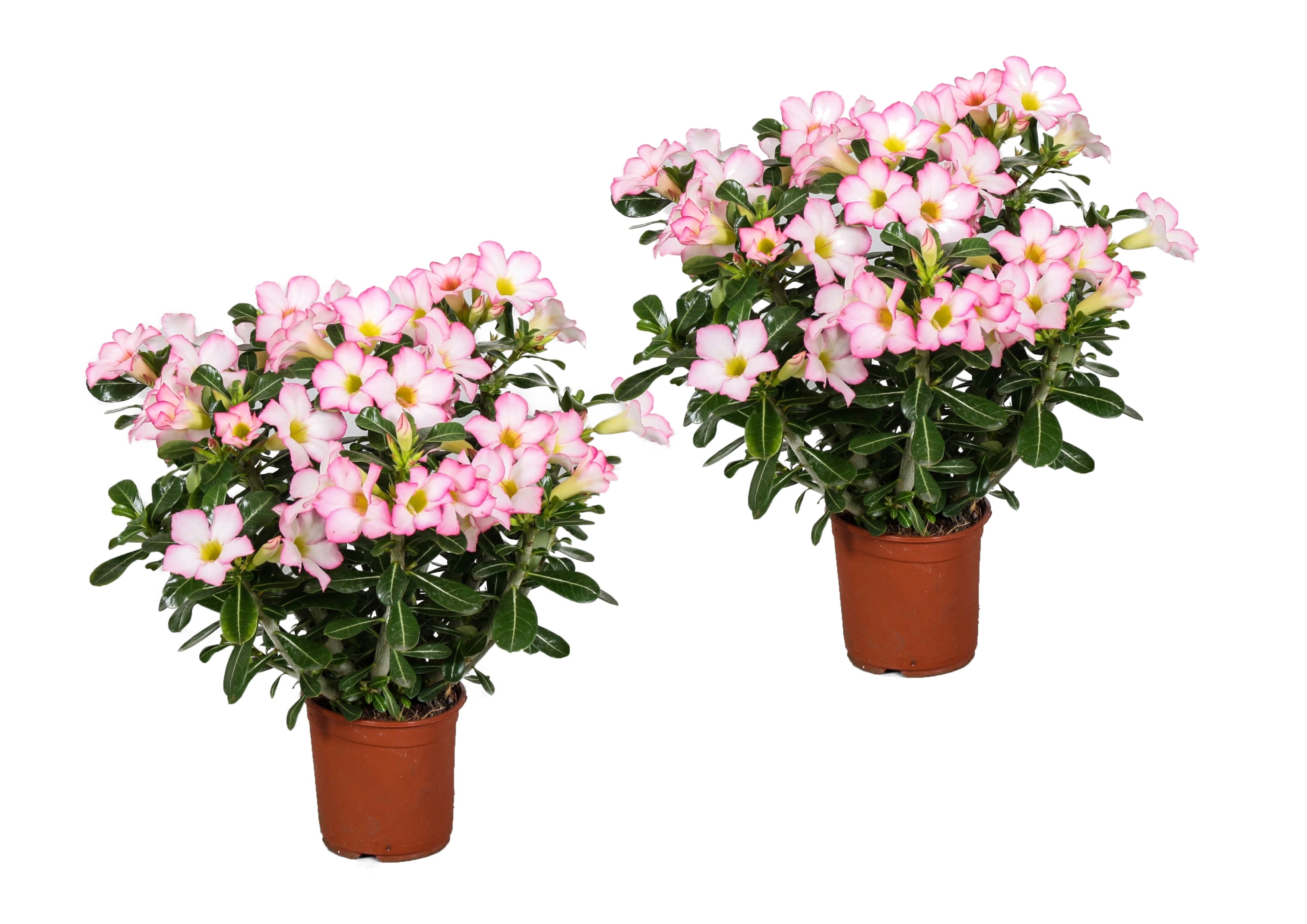 Woestijnroos - Set van 2 - Adenium obesum'Pink Star'- Hoogte 30-50cm -⌀14cm afbeelding