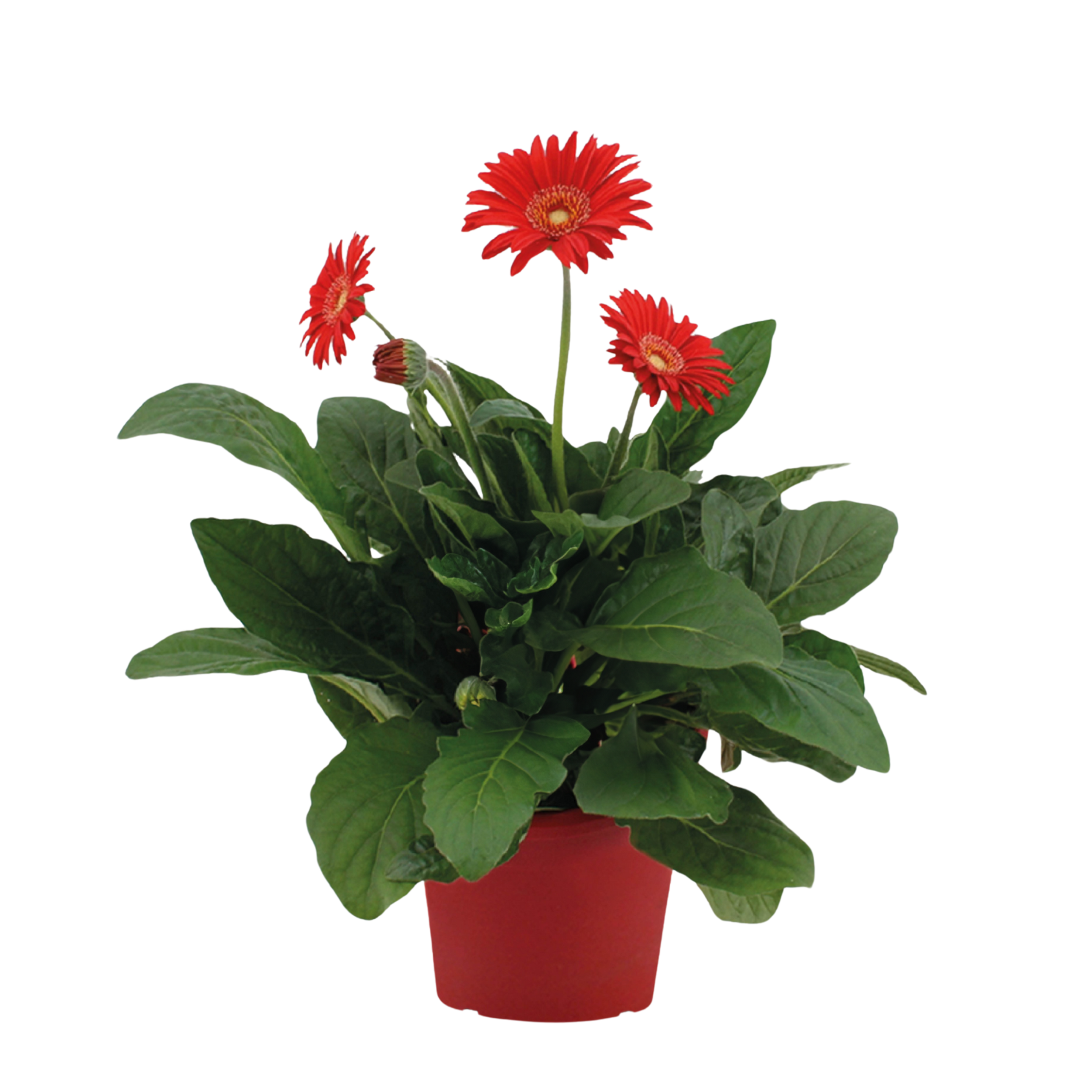 Gerbera garvinea - Rood - Hoogte 45-60cm -⌀19cm afbeelding