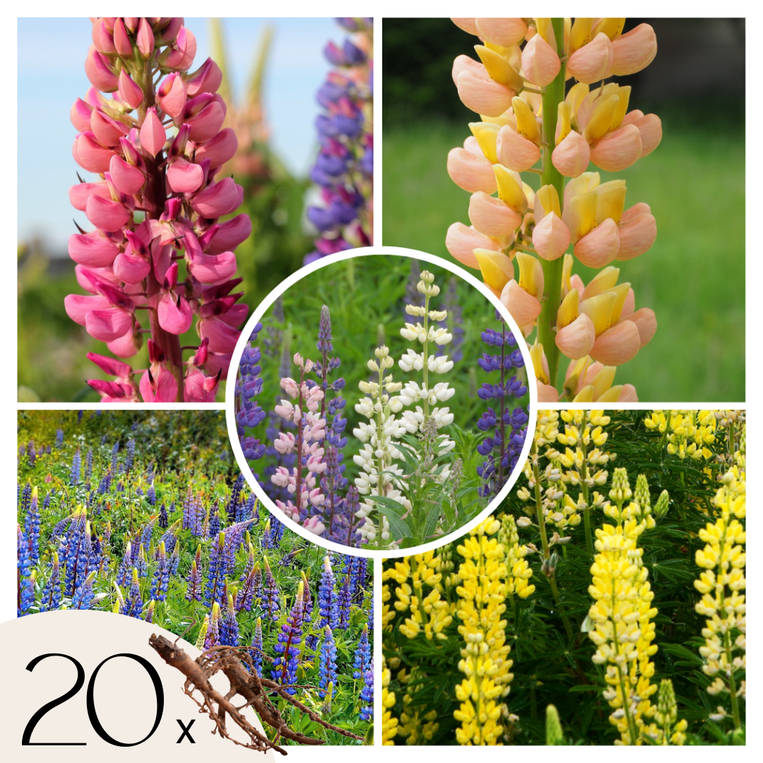 Lupine - Set van 20 - Lupinus - Wortelstokken afbeelding