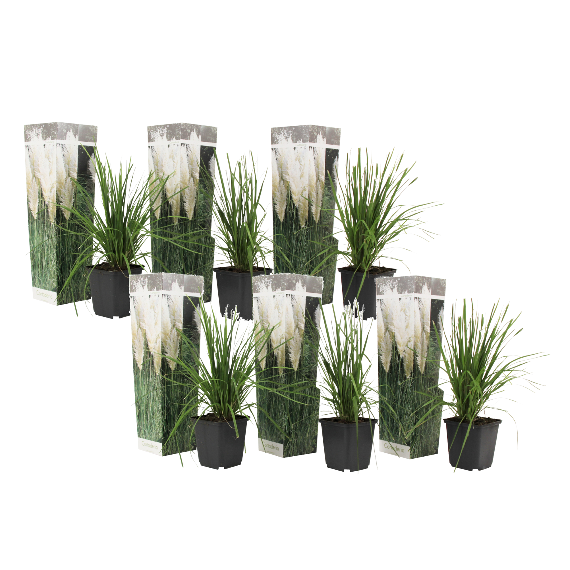 Pampasgras - Set van 6 - Cortaderia selloana - Hoogte 25-40cm -⌀9cm afbeelding