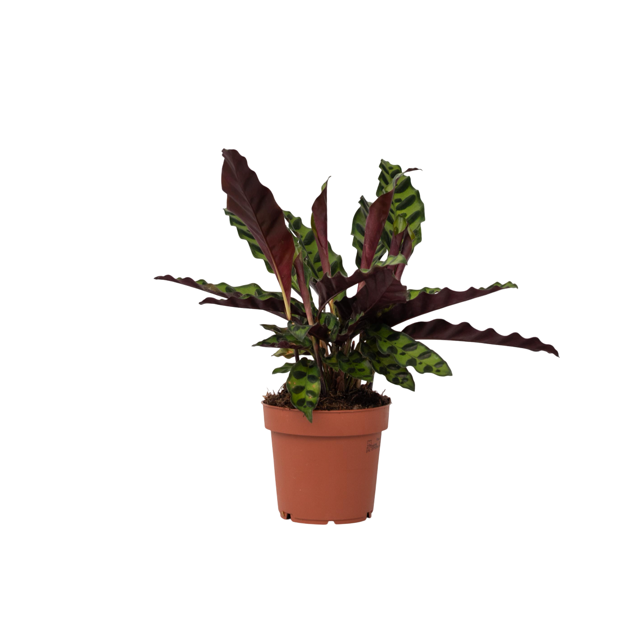 Pauwenplant - Goeppertia insignis - Hoogte 30-40cm -⌀12cm afbeelding
