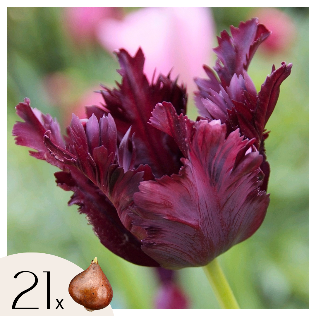Tulpenbollen - Set van 21 - Tulipa'Black Parrot'- Bloembollen - Paars afbeelding