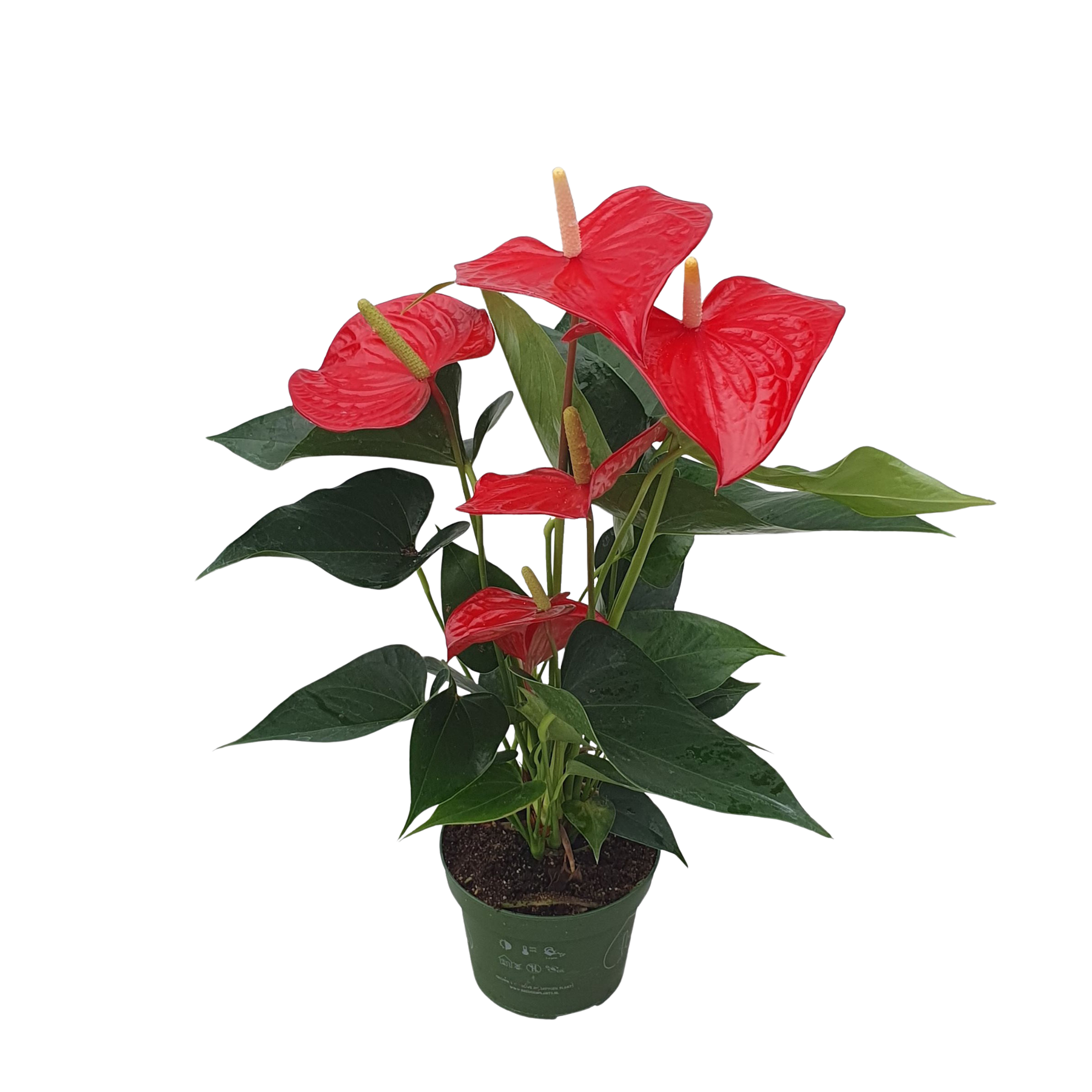 Flamingoplant - Anthurium'Royal Champion'- Hoogte 35-45cm -ø12cm afbeelding
