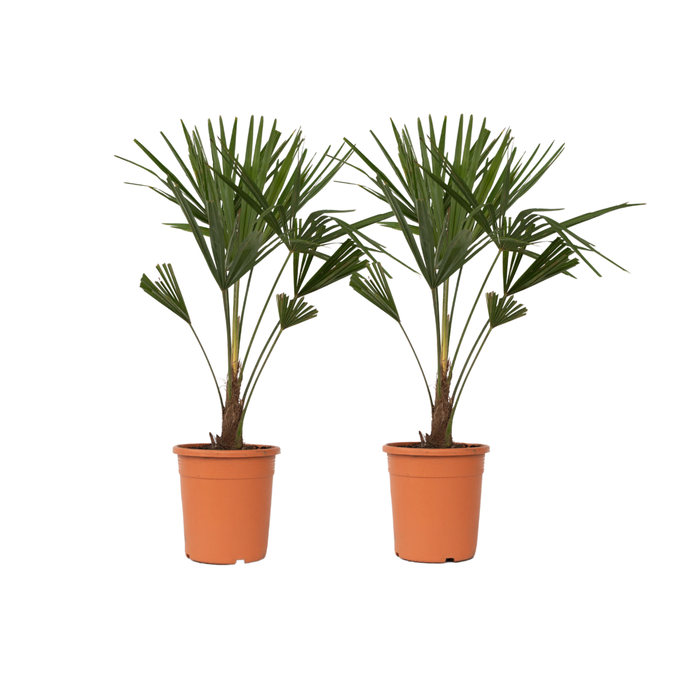 Chinese Waaierpalm - Set van 2 - Trachycarpus Fortunei - Hoogte 65-75cm -⌀21cm afbeelding