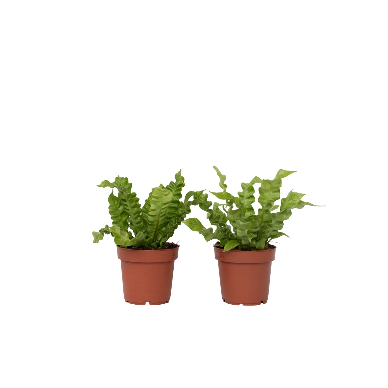 Vogelnestvaren - Set van 2 - Asplenium'Crispy Wave'- Hoogte 25-40cm -⌀12cm afbeelding