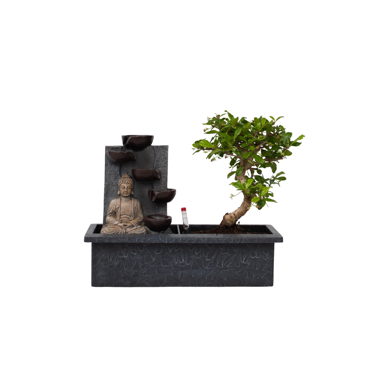Bonsai met Buddha - Bonsai - Hoogte 25-35cm -⌀29cm afbeelding