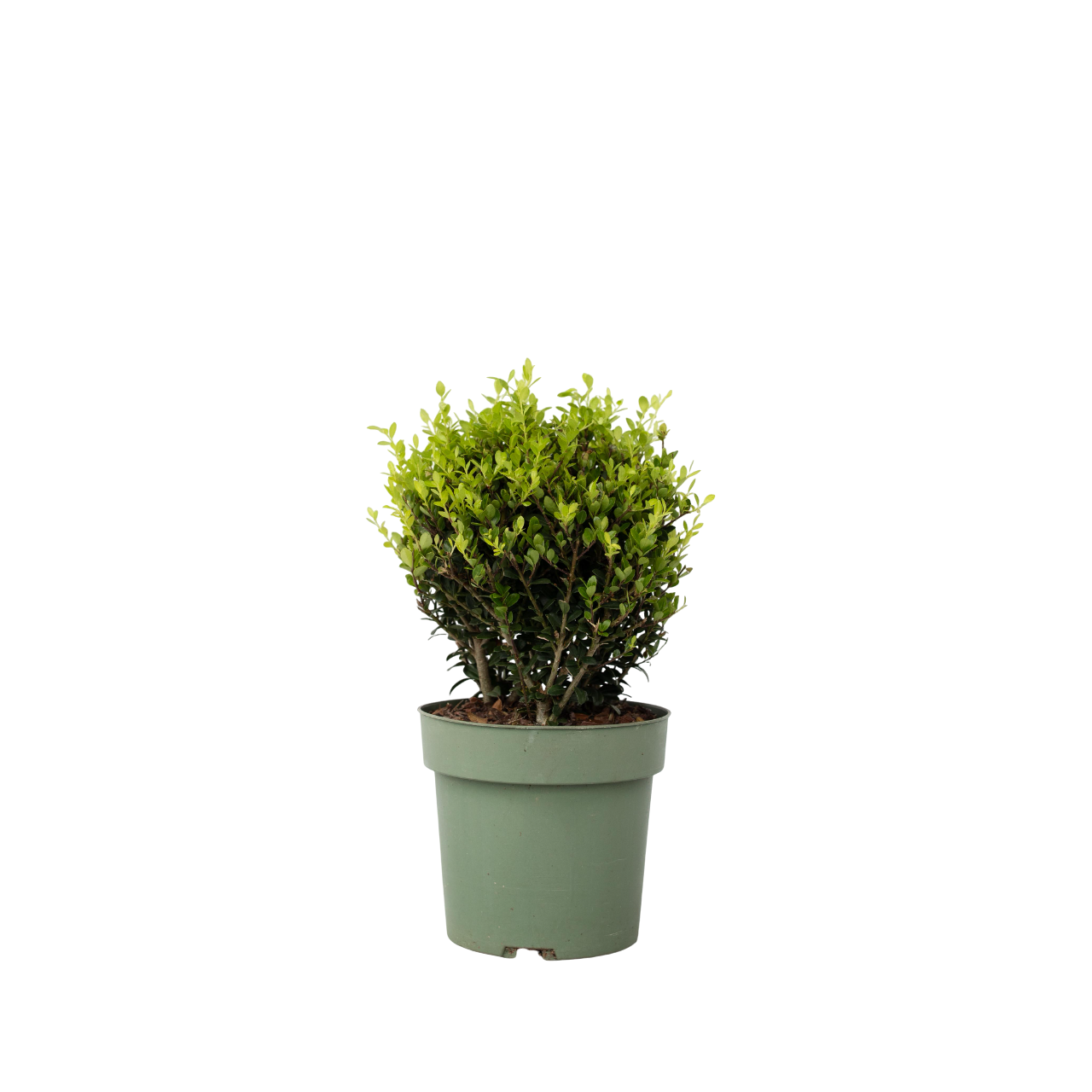 Japanse hulst - Ilex crenata'Jenny'- Hoogte 30-40cm -⌀17cm afbeelding