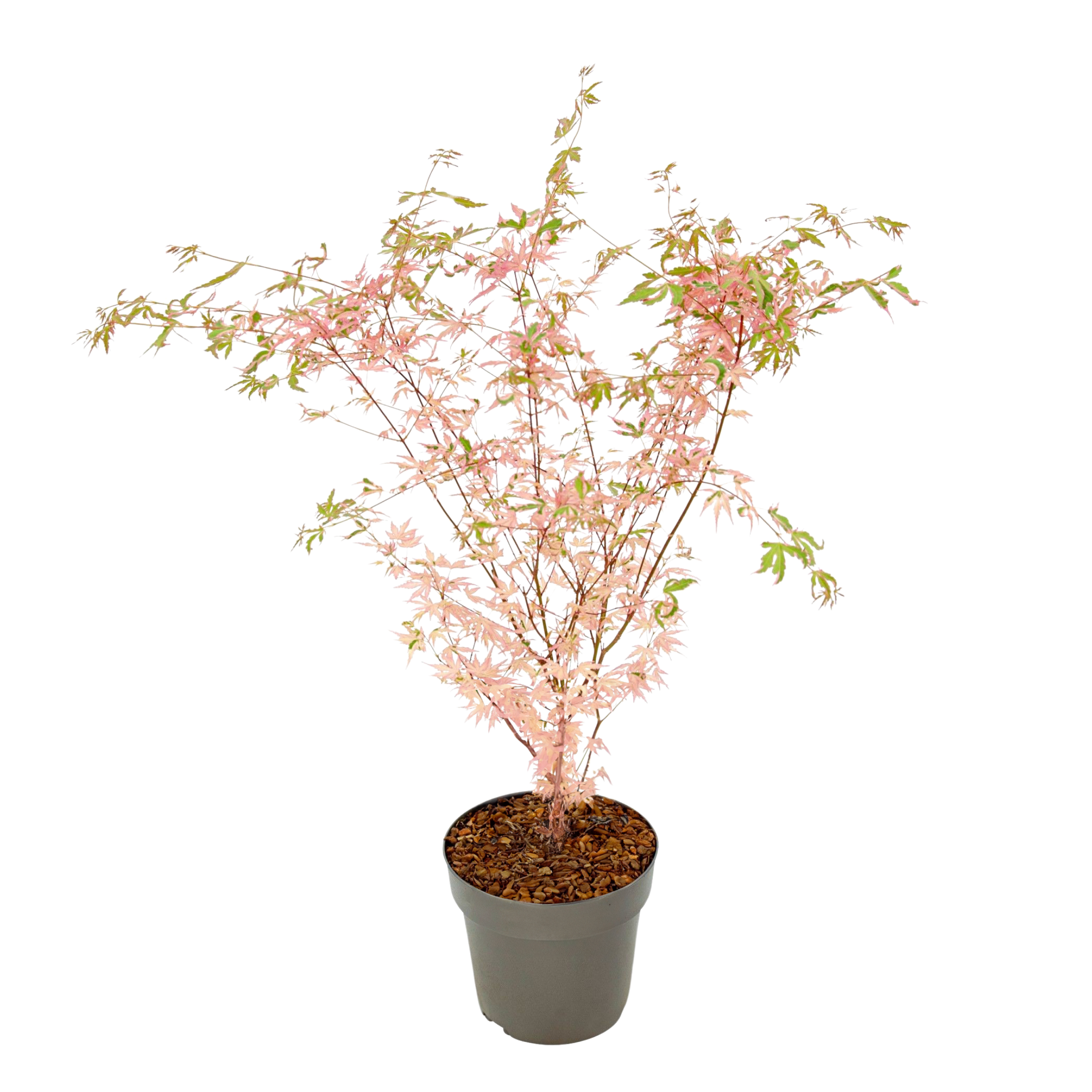 Japanse Esdoorn - Acer palmatum'Taylor'- Hoogte 50-60cm -⌀19cm afbeelding