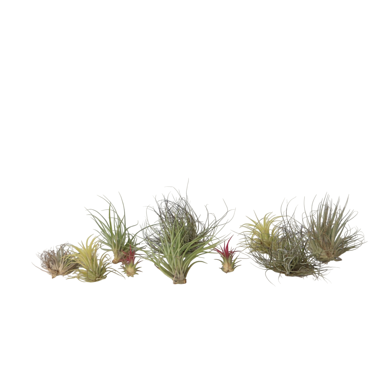 Luchtplantjes - Set van 10 - Tillandsia - Hoogte 5-15cm -⌀5cm afbeelding