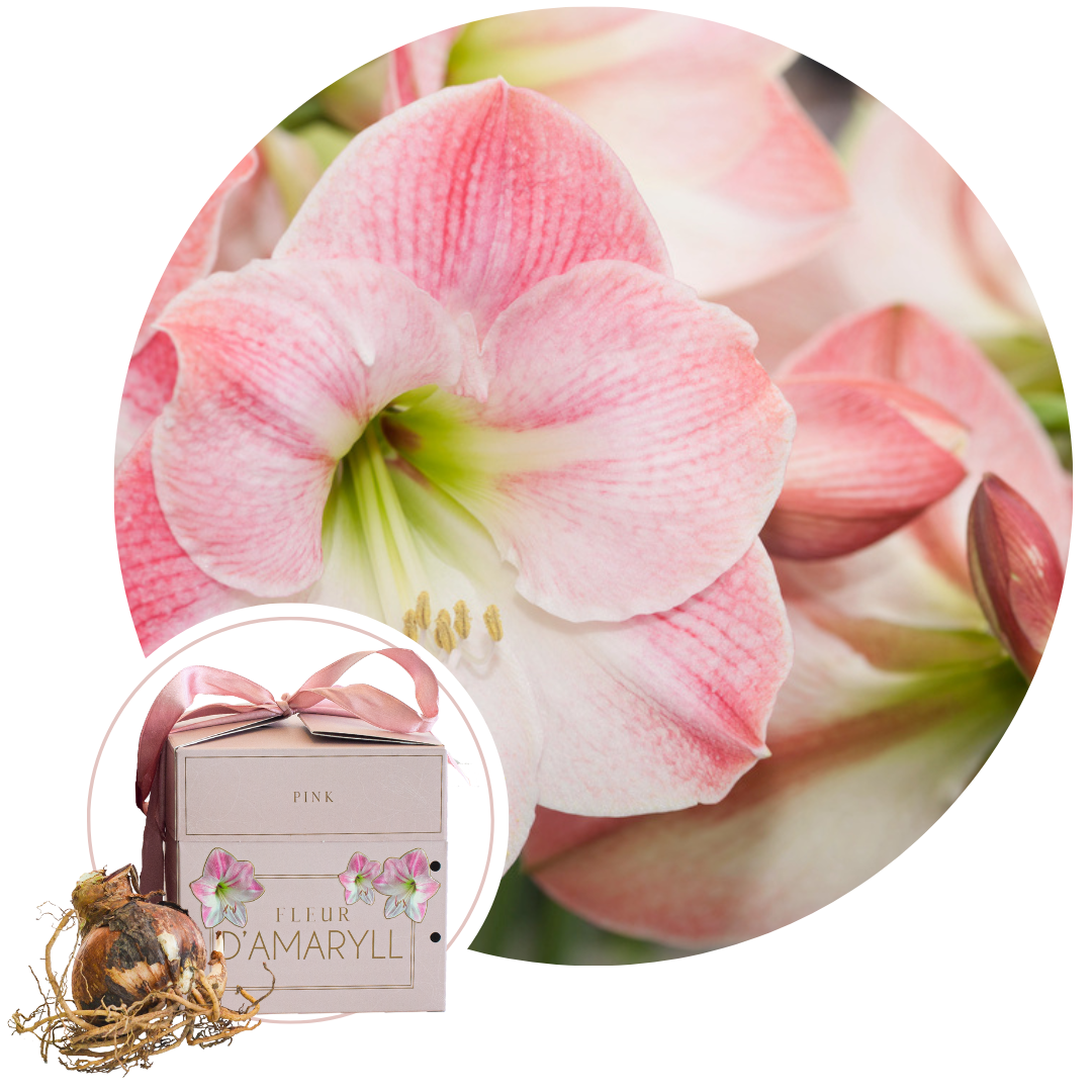 Amaryllis - Hippeastrum'Gift box'- Bloembol - Roze afbeelding