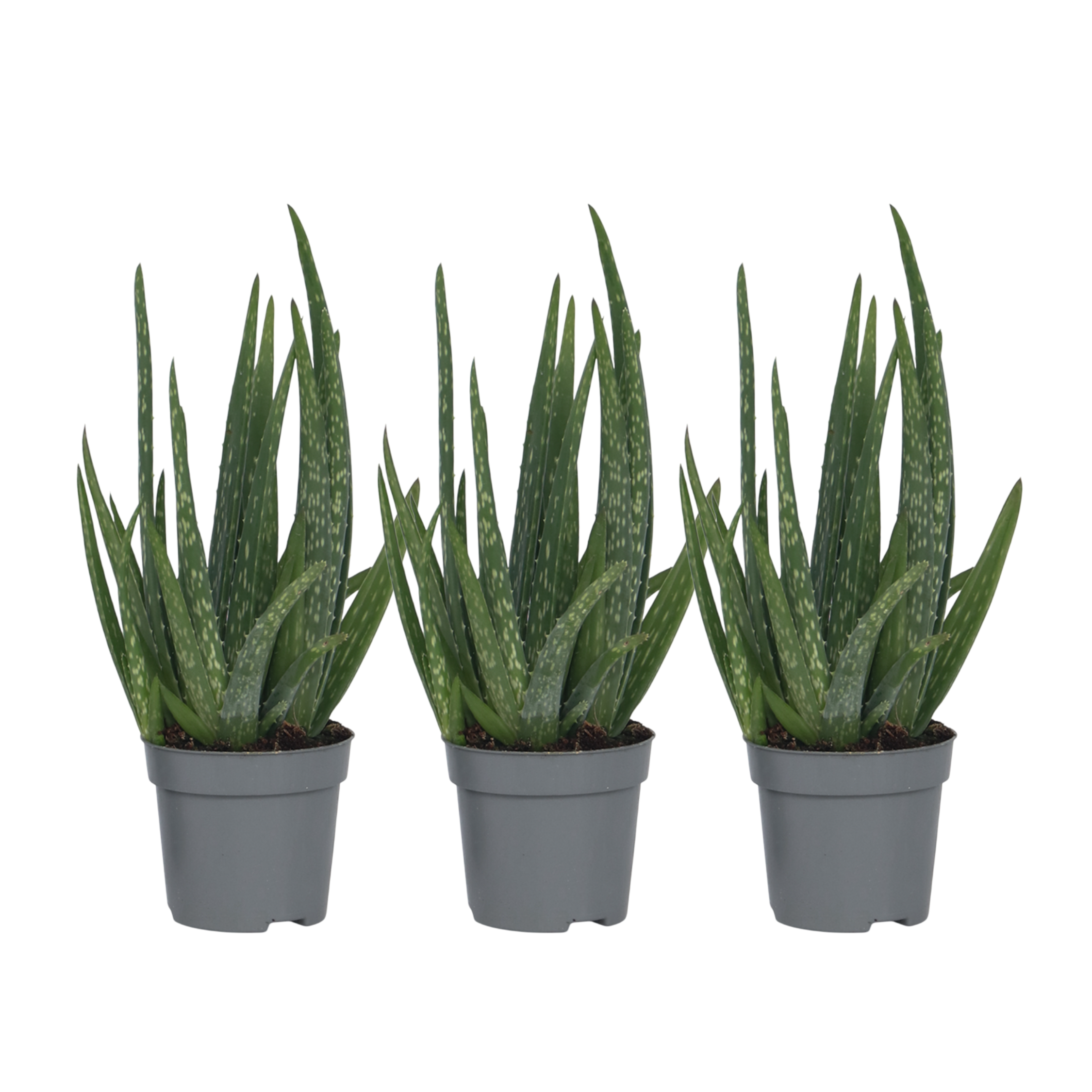 Aloë vera - Set van 3 - Aloe barbadensis - Hoogte 25-40cm - ⌀10,5cm afbeelding