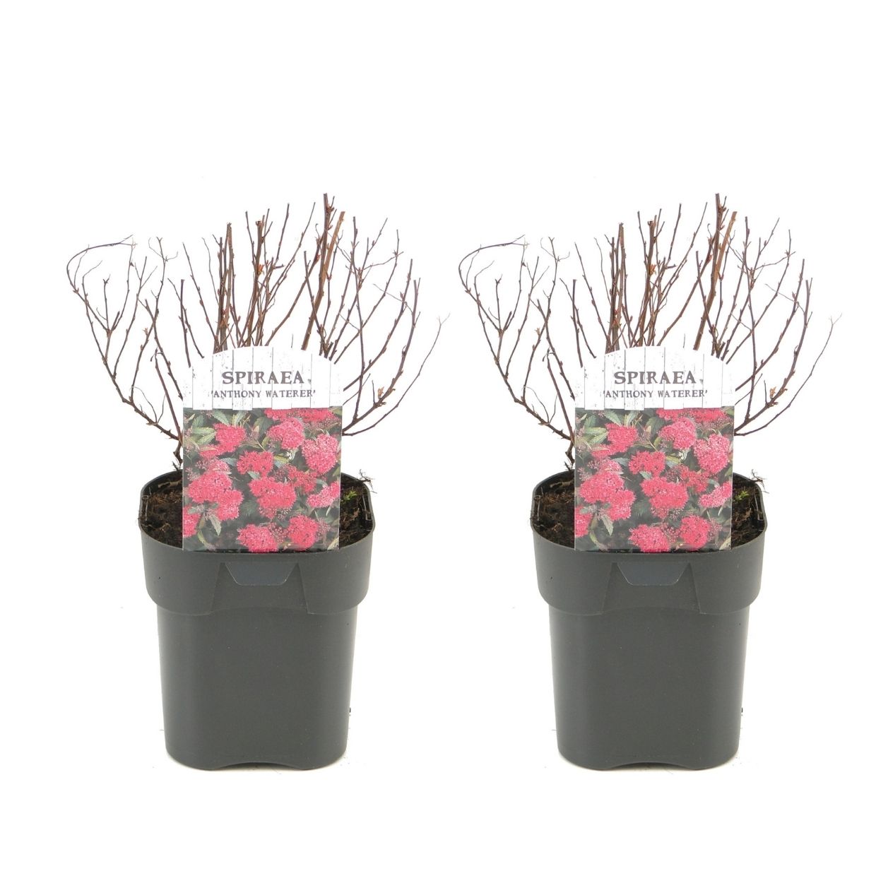 Japanse spirea - Set van 2 - Spiraea'Dark Pink'- Hoogte 25-40cm -⌀17cm afbeelding