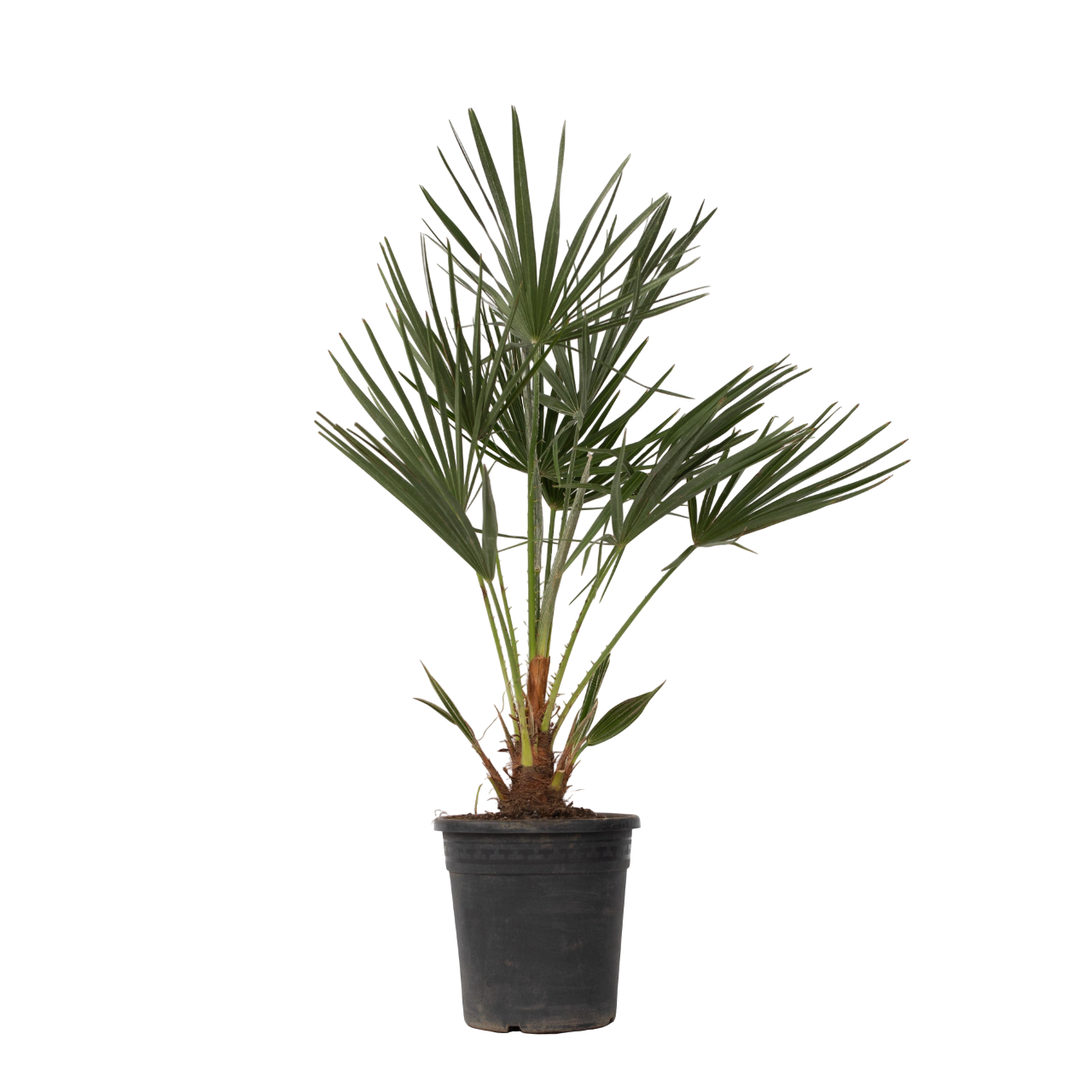 Dwergpalm - Chamaerops humilis - Hoogte 70-80cm -⌀21cm afbeelding