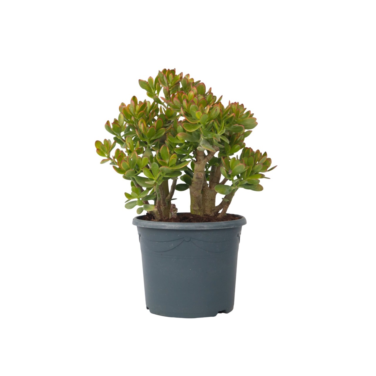 Jadeplant - Crassula ovata'Sunset'- Hoogte 55-60cm -⌀30cm afbeelding